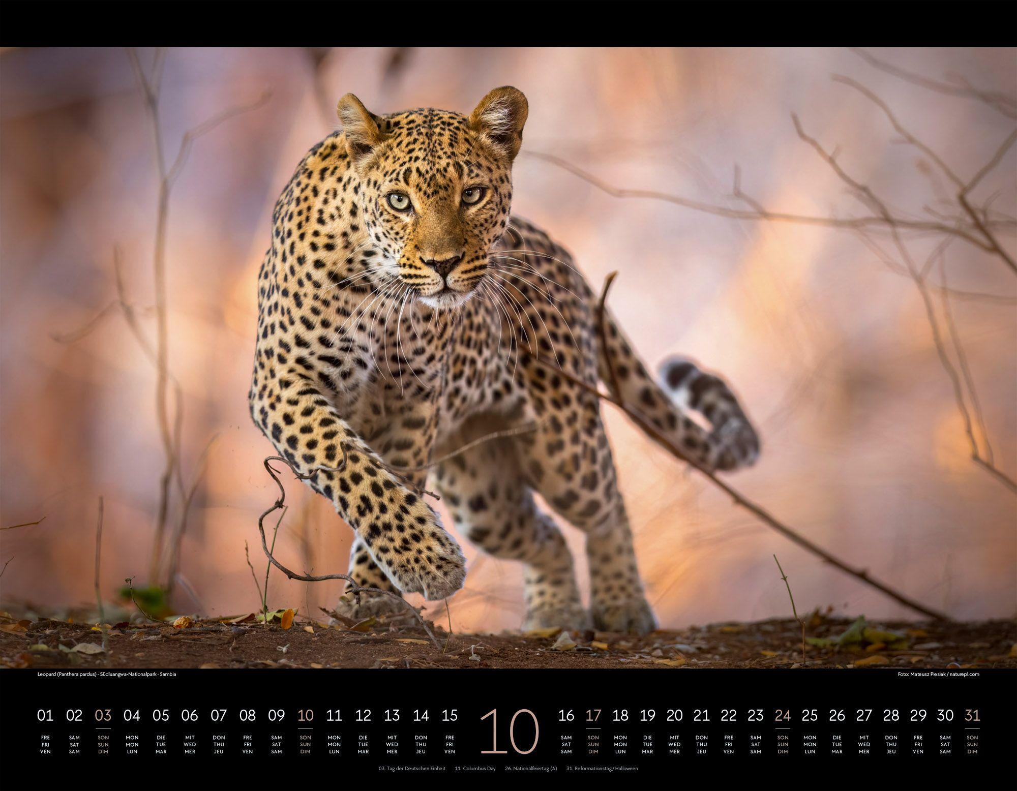 Beispielinhalt (Bild) Wildes Afrika Kalender 2027