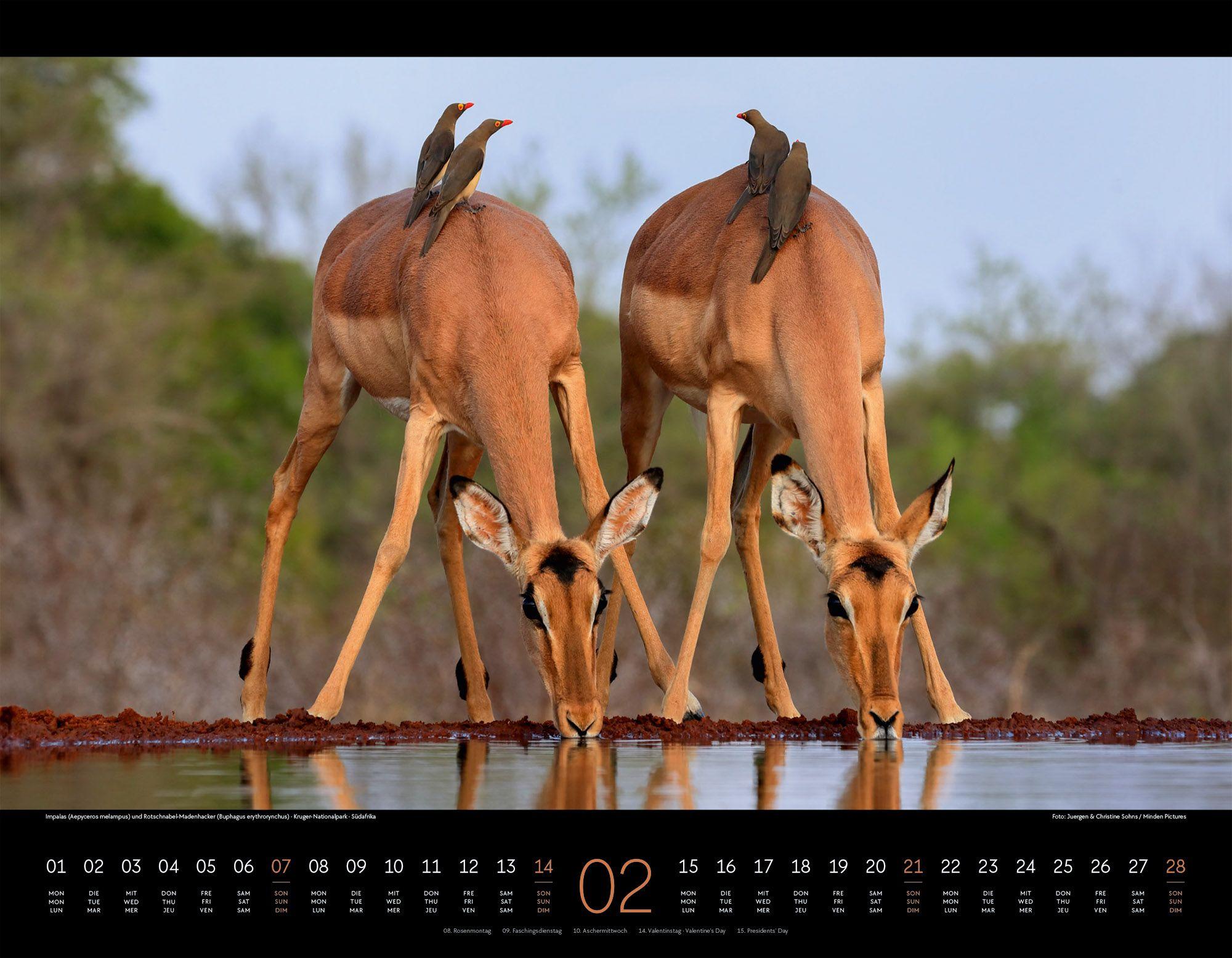 Beispielinhalt (Bild) Wildes Afrika Kalender 2027