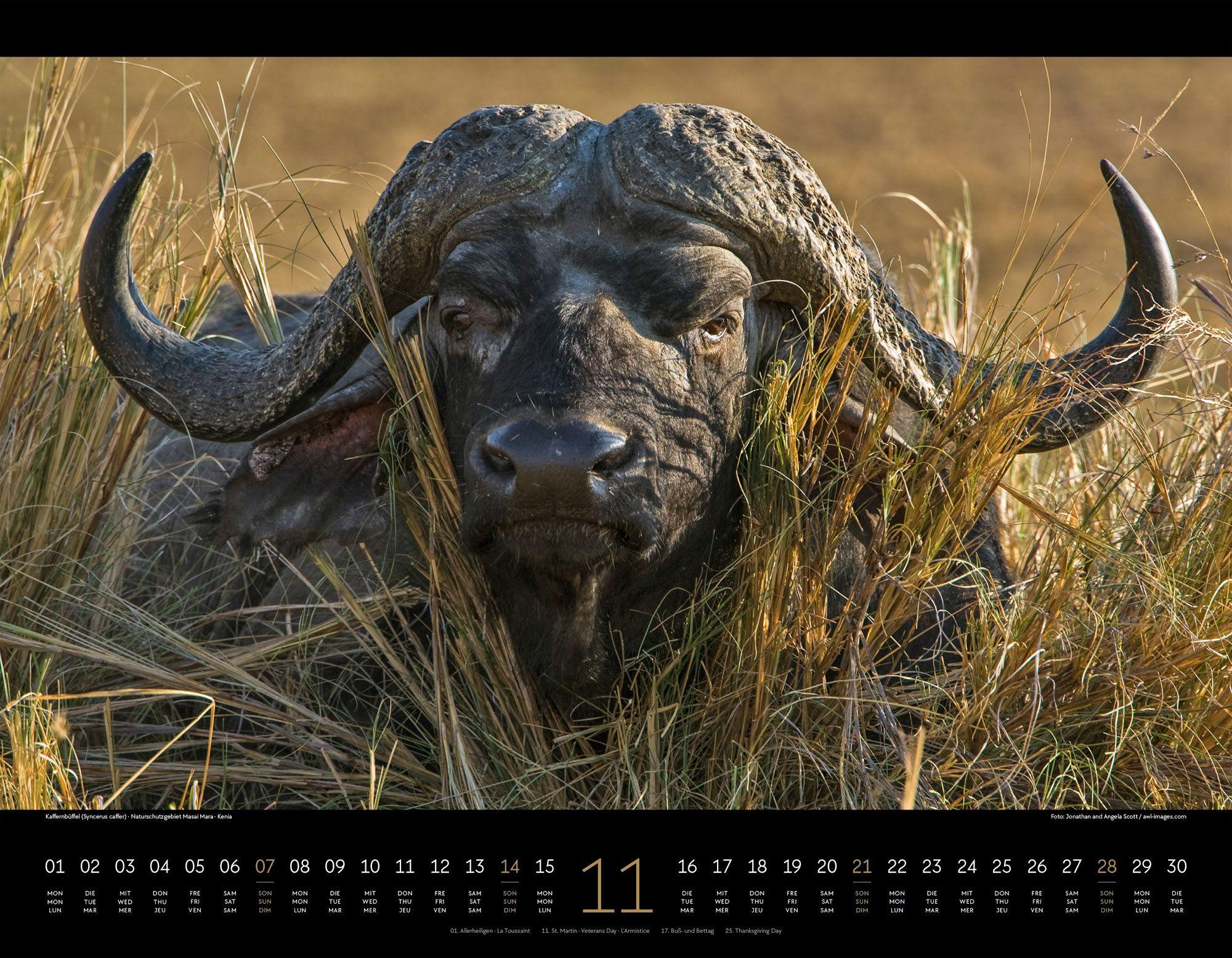 Beispielinhalt (Bild) Wildes Afrika Kalender 2027