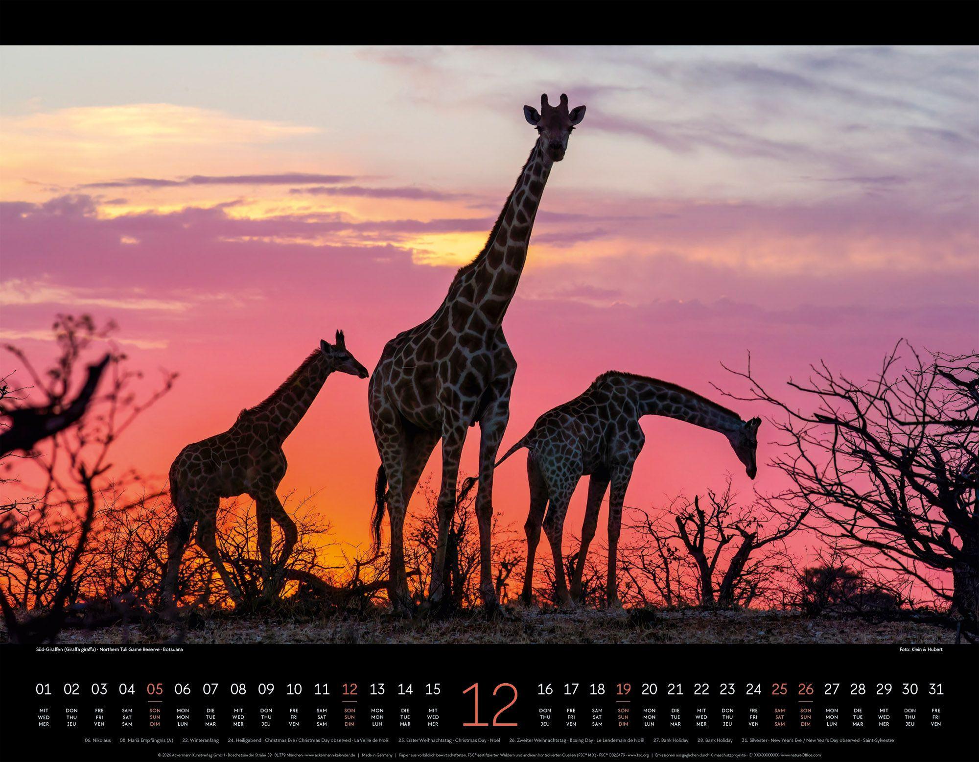 Beispielinhalt (Bild) Wildes Afrika Kalender 2027