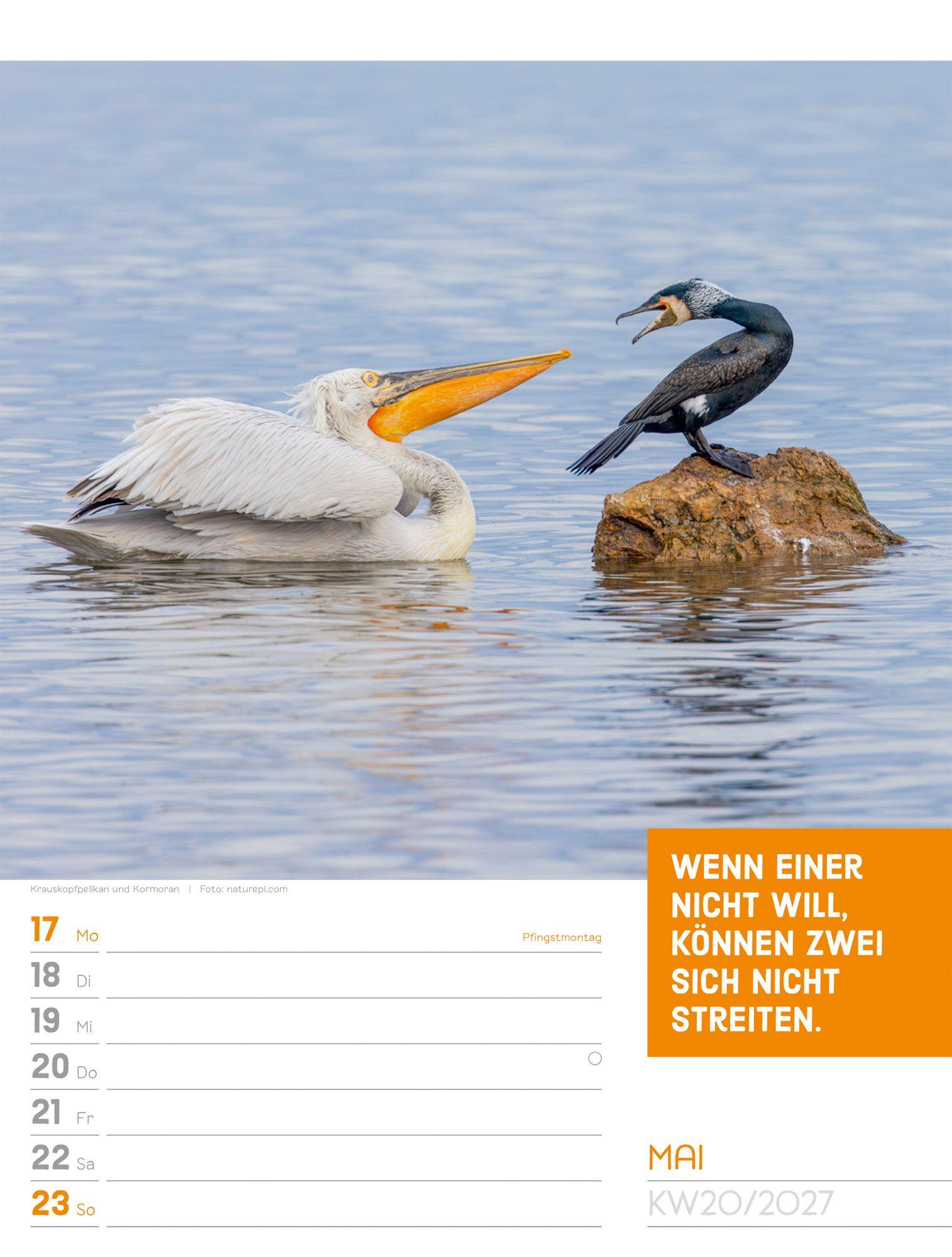Beispielinhalt (Bild) Tierisch Sprüchekalender Wochenplaner 2027