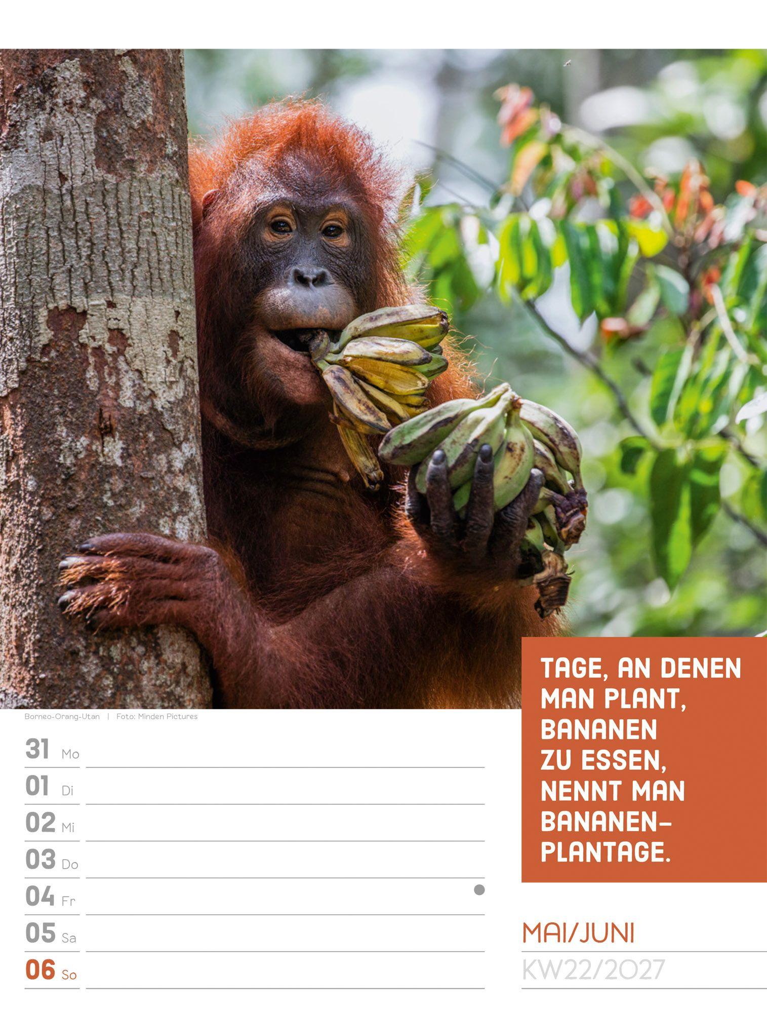 Beispielinhalt (Bild) Tierisch Sprüchekalender Wochenplaner 2027