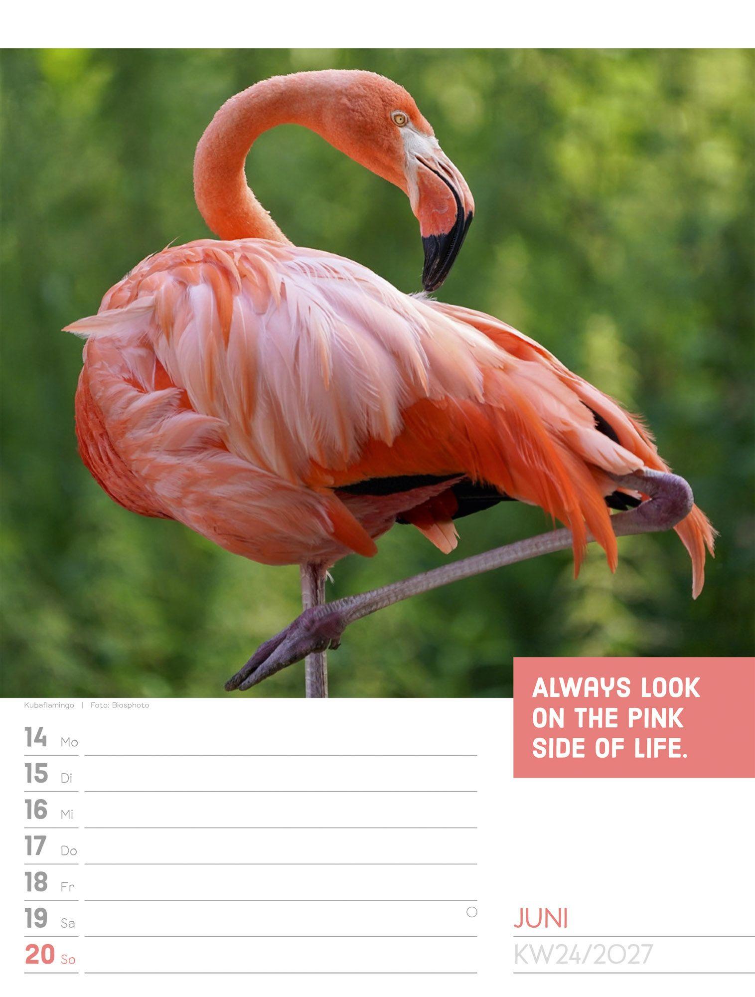 Beispielinhalt (Bild) Tierisch Sprüchekalender Wochenplaner 2027