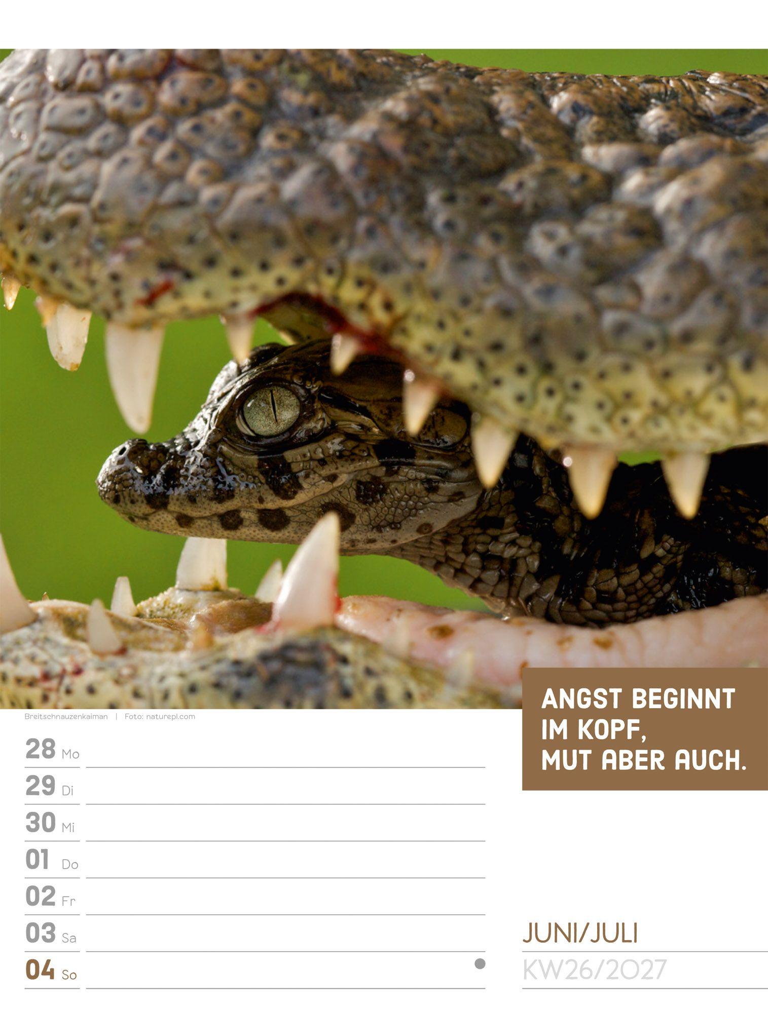 Beispielinhalt (Bild) Tierisch Sprüchekalender Wochenplaner 2027