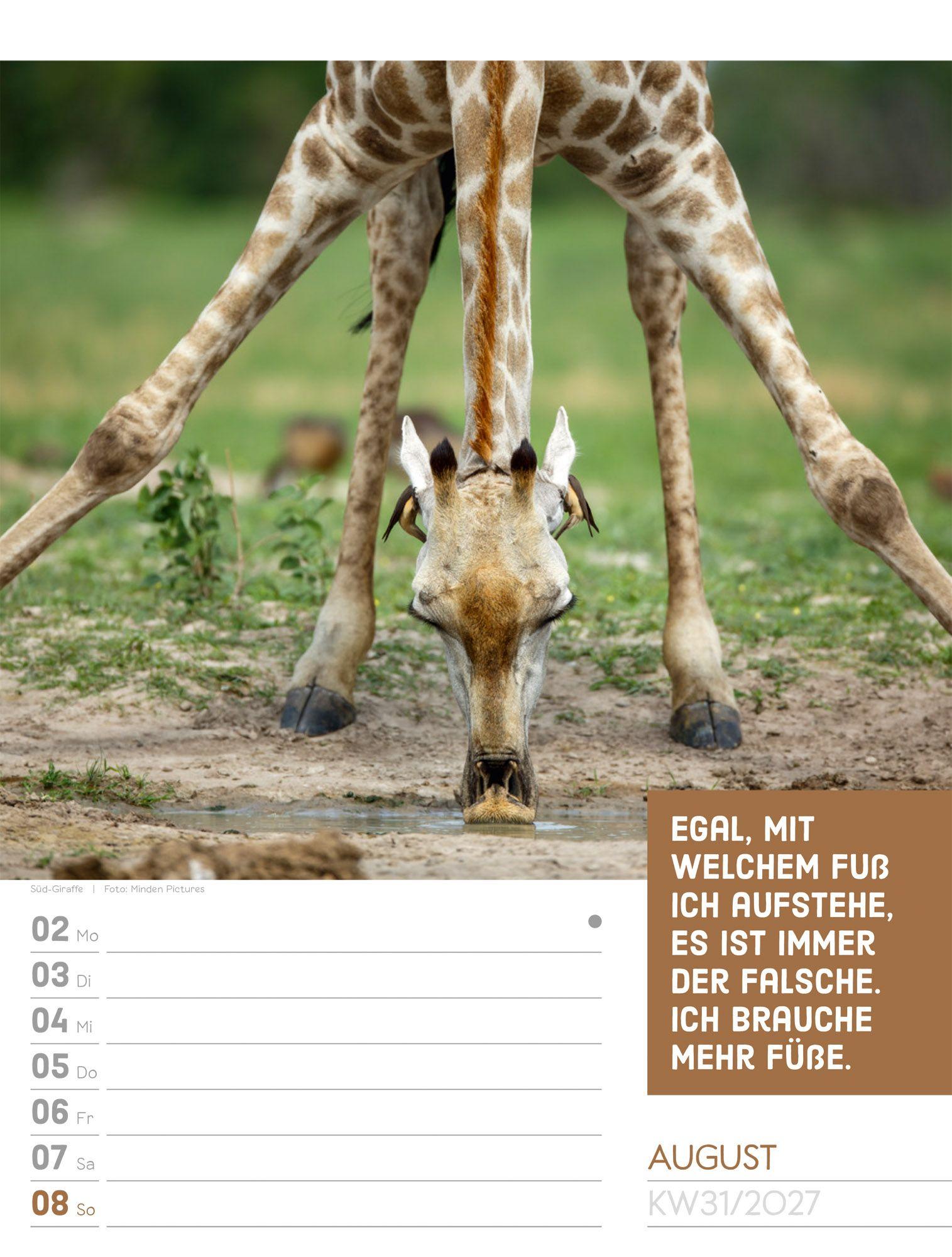 Beispielinhalt (Bild) Tierisch Sprüchekalender Wochenplaner 2027