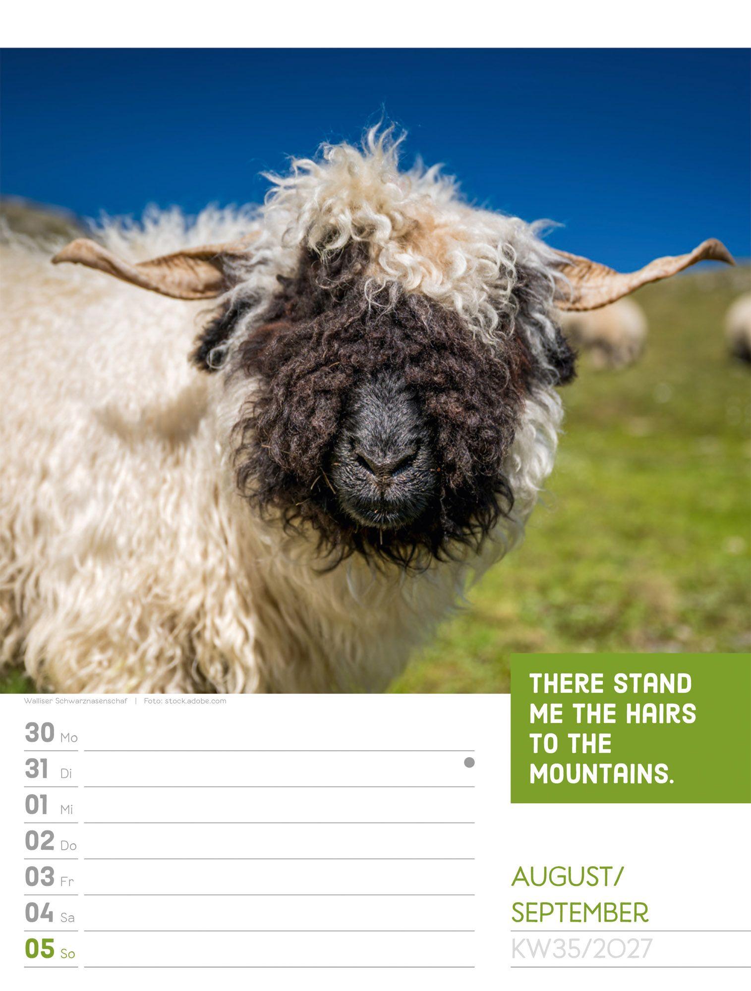 Beispielinhalt (Bild) Tierisch Sprüchekalender Wochenplaner 2027