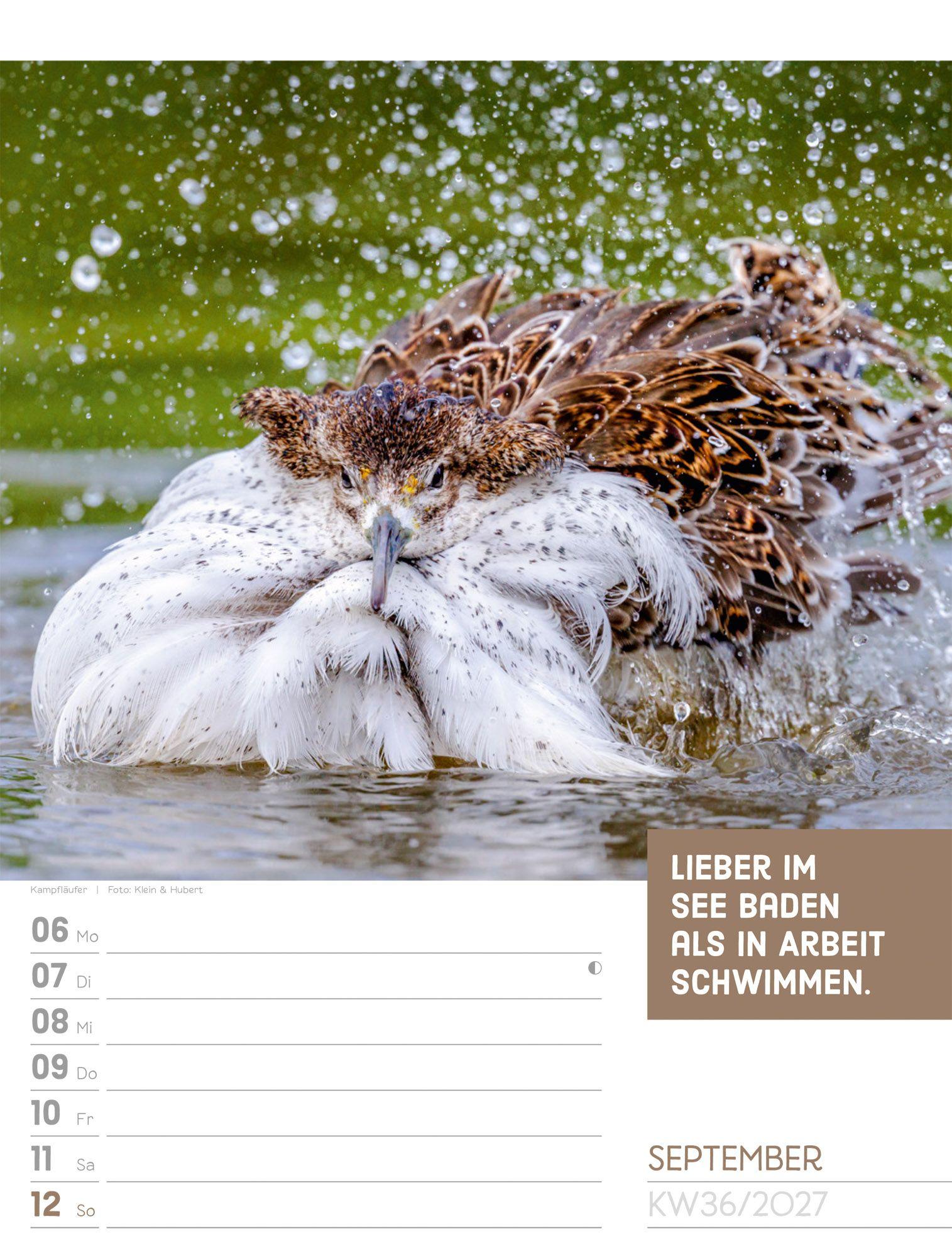 Beispielinhalt (Bild) Tierisch Sprüchekalender Wochenplaner 2027