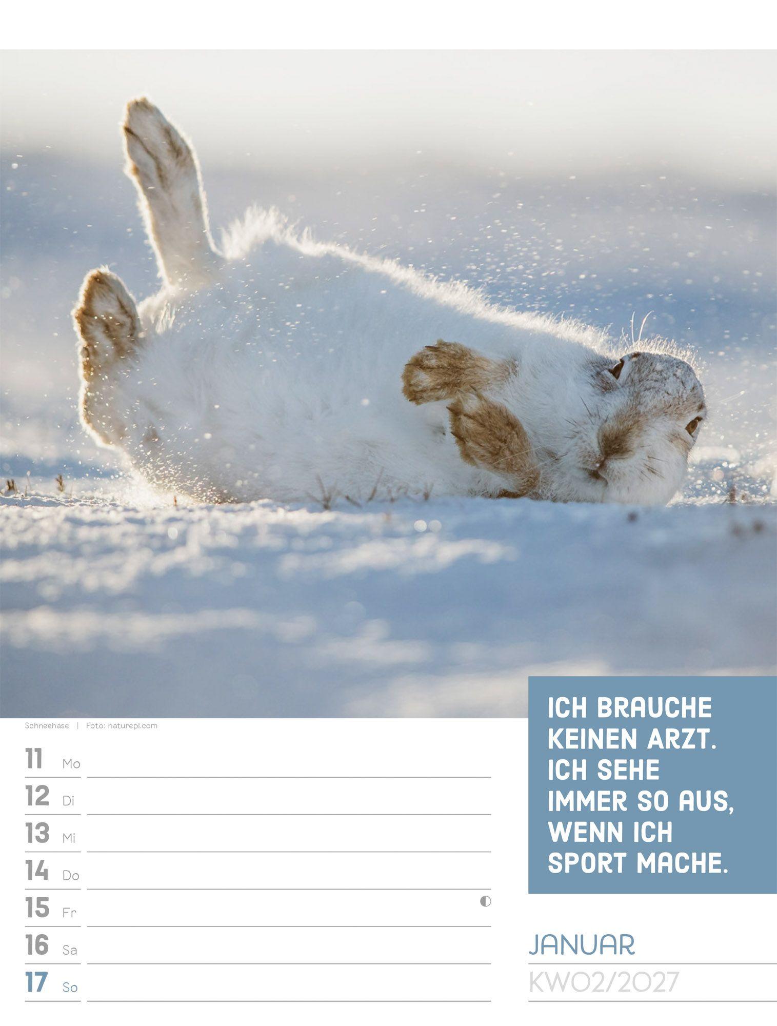 Beispielinhalt (Bild) Tierisch Sprüchekalender Wochenplaner 2027