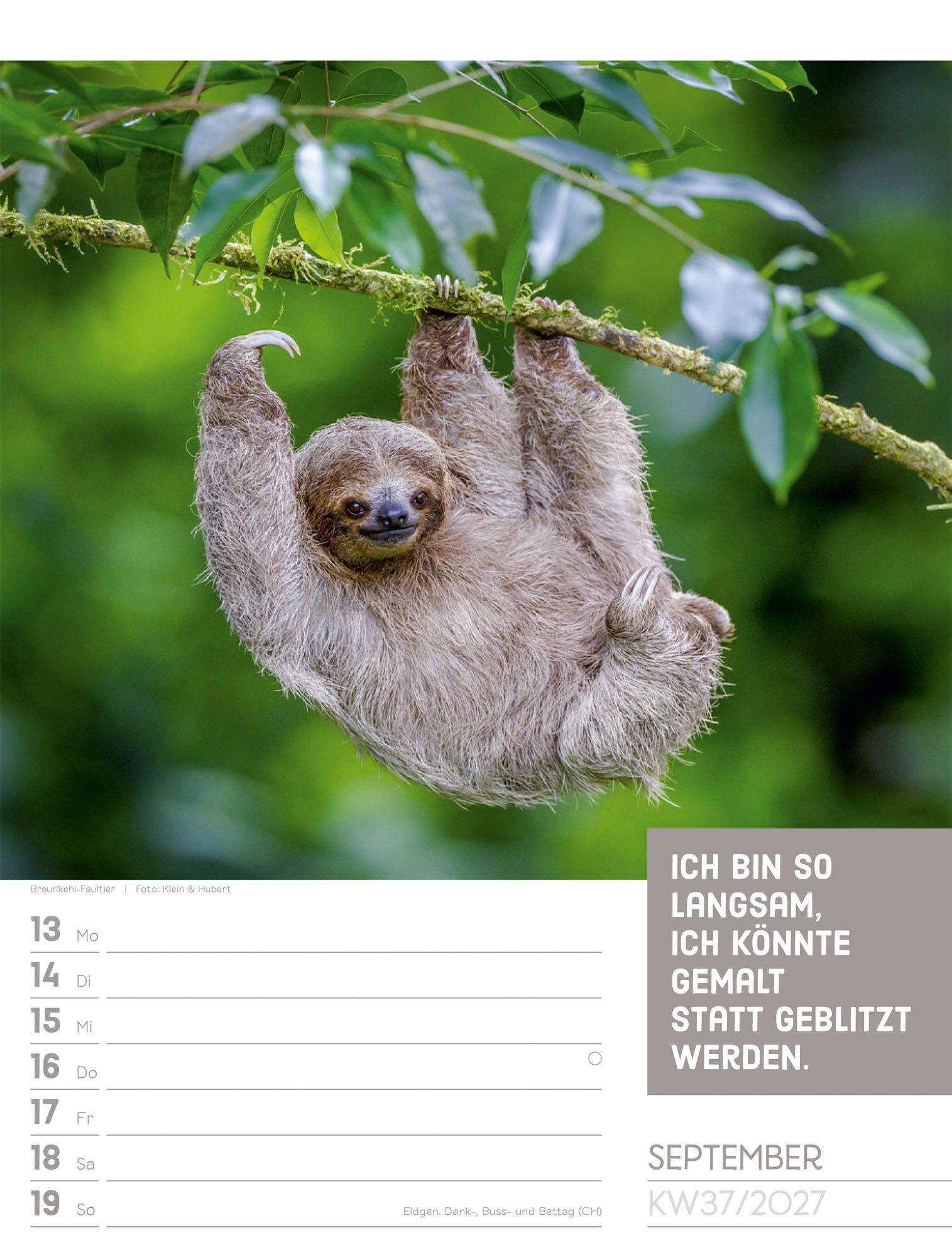 Beispielinhalt (Bild) Tierisch Sprüchekalender Wochenplaner 2027