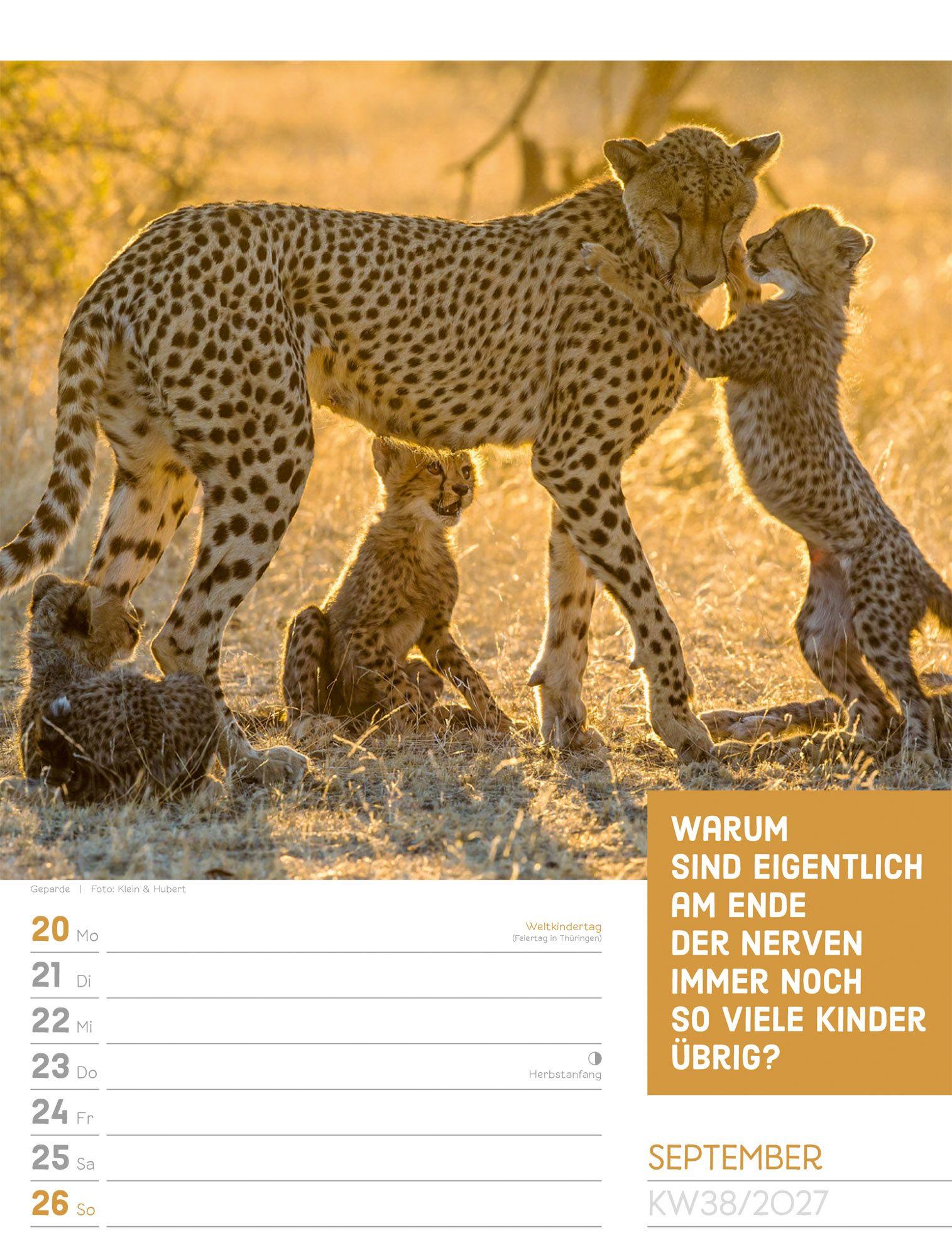 Beispielinhalt (Bild) Tierisch Sprüchekalender Wochenplaner 2027