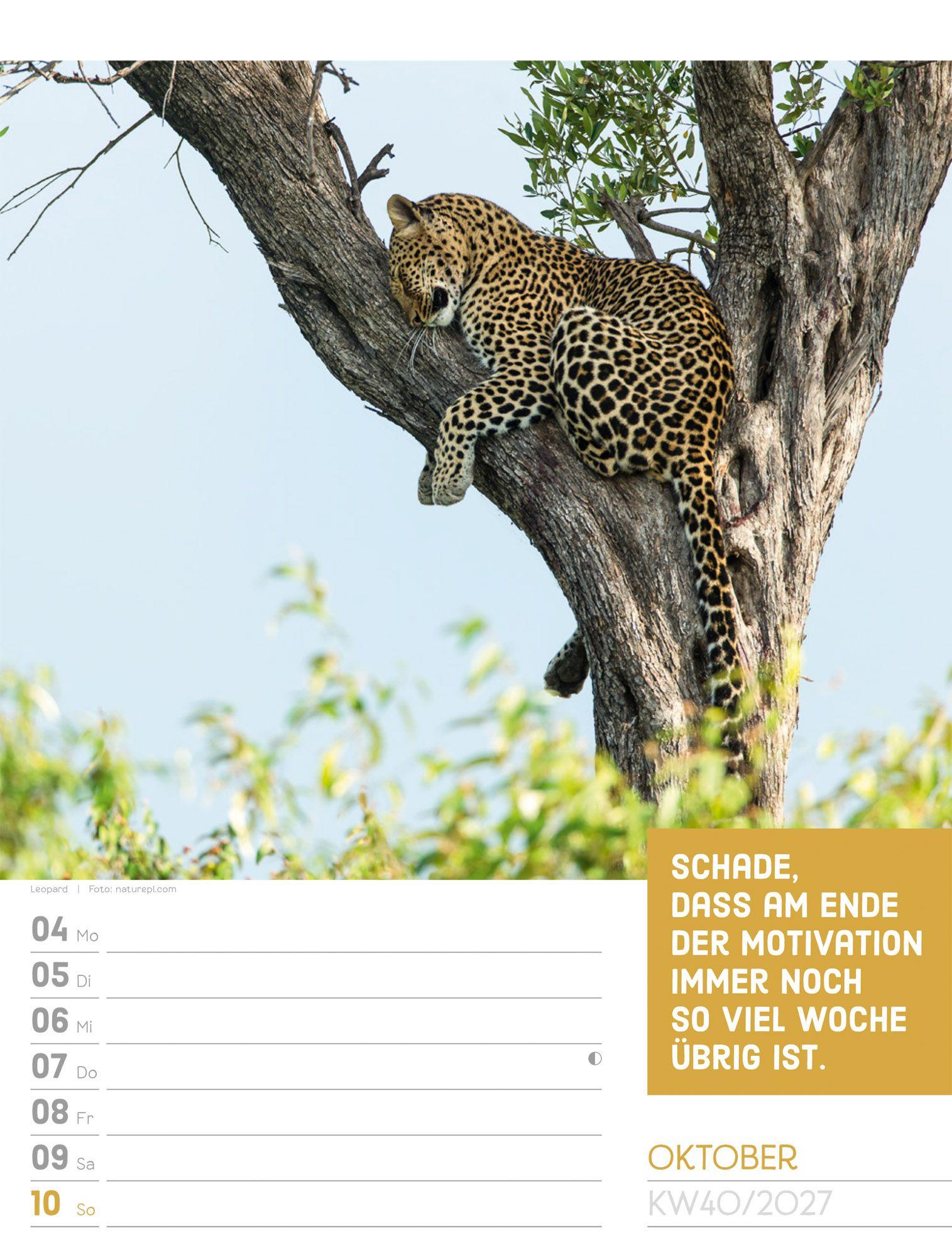 Beispielinhalt (Bild) Tierisch Sprüchekalender Wochenplaner 2027