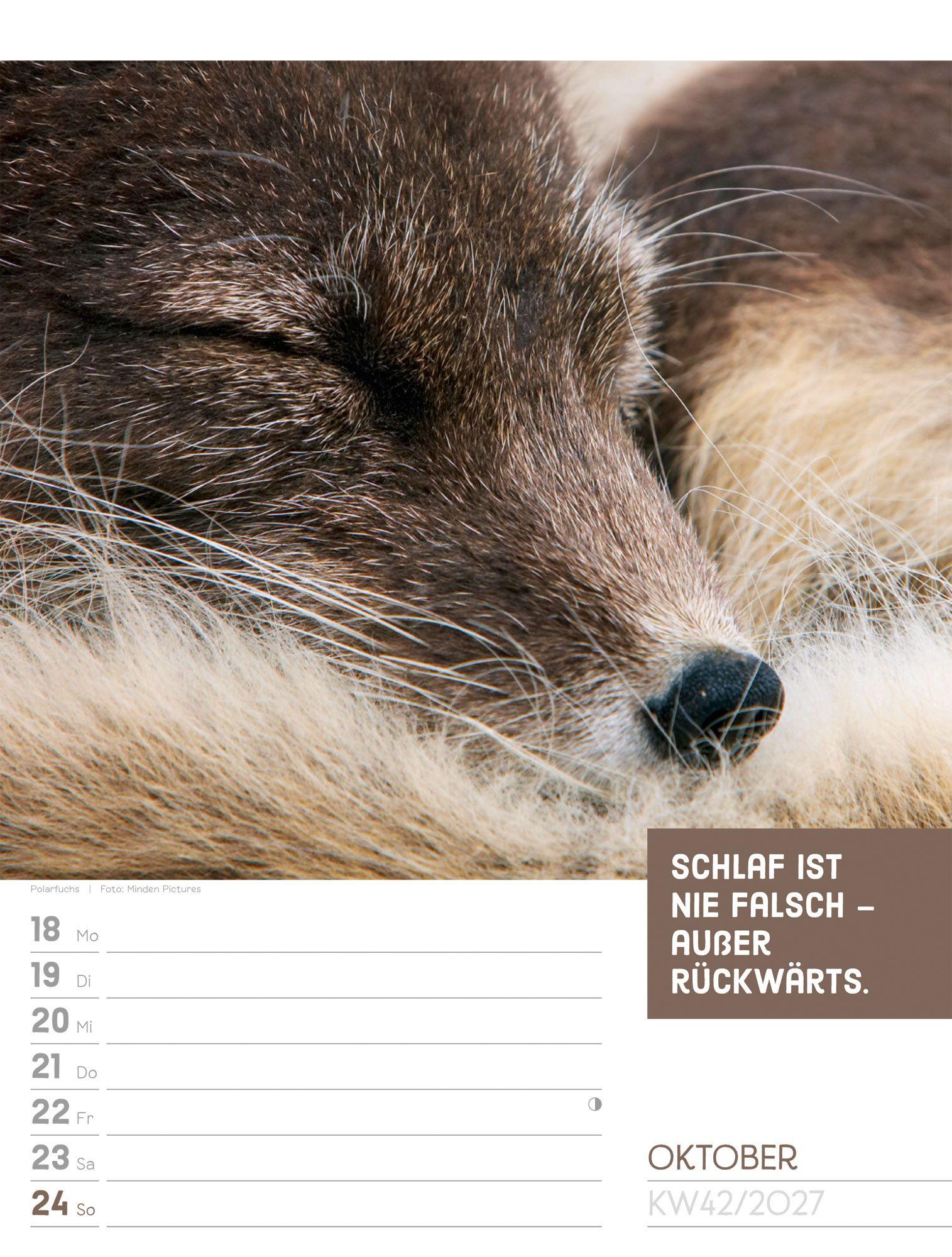 Beispielinhalt (Bild) Tierisch Sprüchekalender Wochenplaner 2027