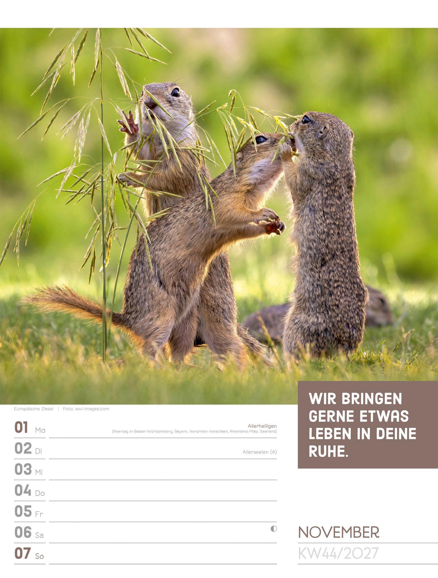 Beispielinhalt (Bild) Tierisch Sprüchekalender Wochenplaner 2027