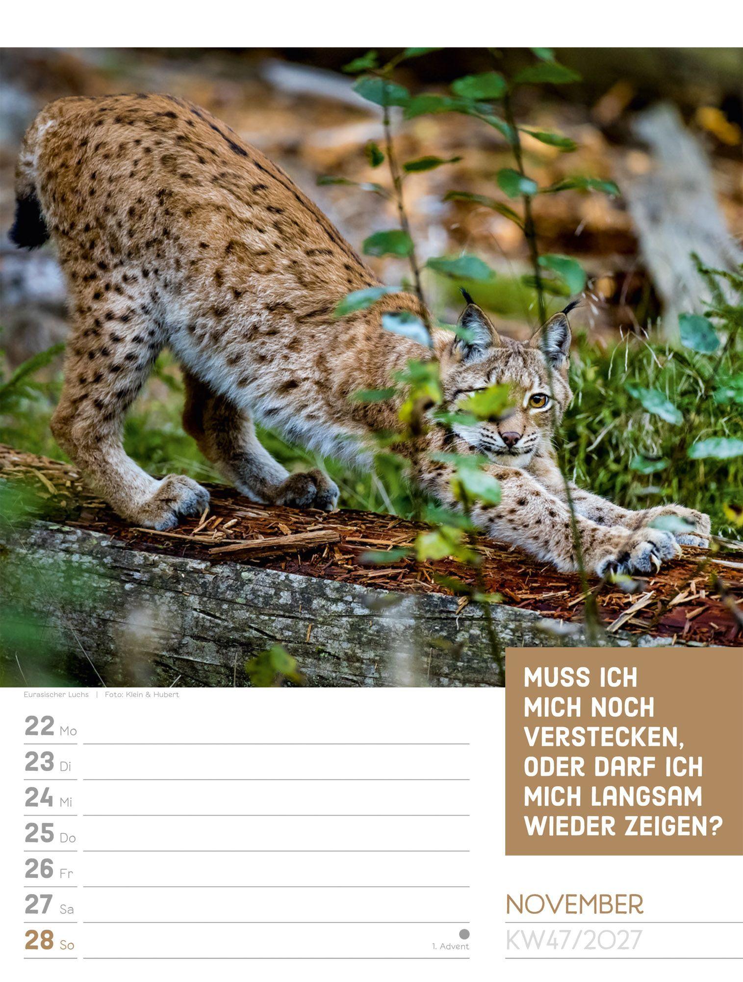 Beispielinhalt (Bild) Tierisch Sprüchekalender Wochenplaner 2027