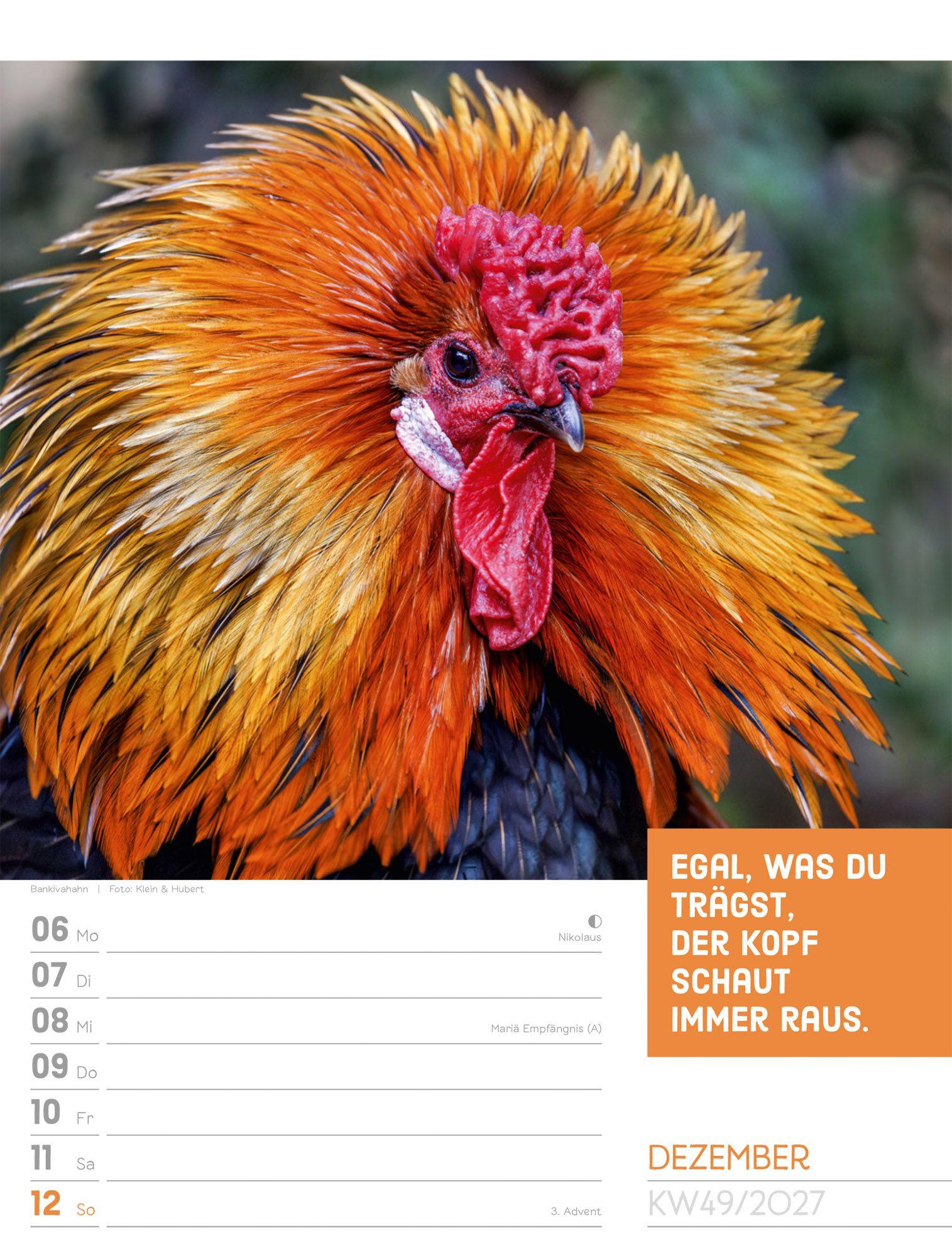 Beispielinhalt (Bild) Tierisch Sprüchekalender Wochenplaner 2027