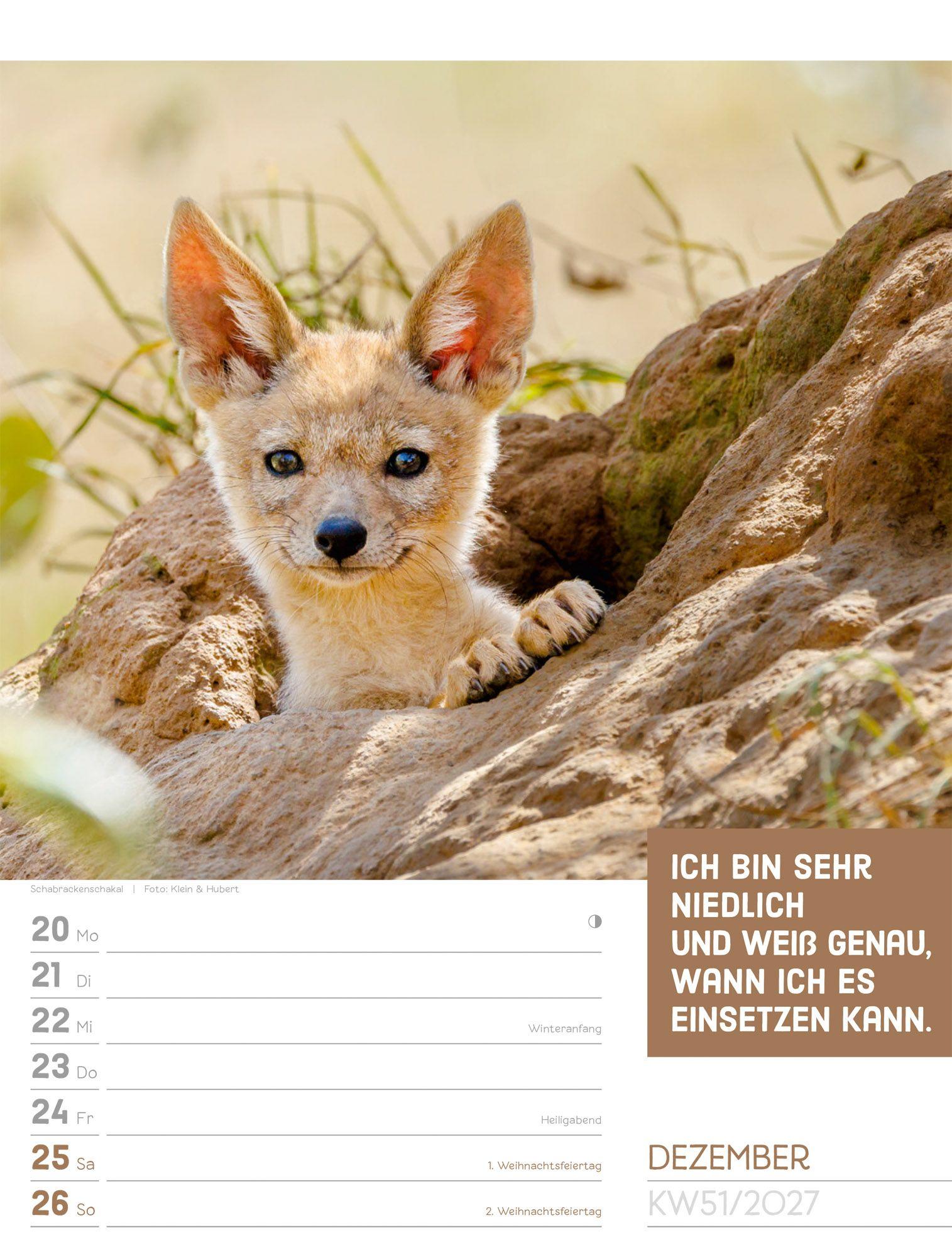 Beispielinhalt (Bild) Tierisch Sprüchekalender Wochenplaner 2027