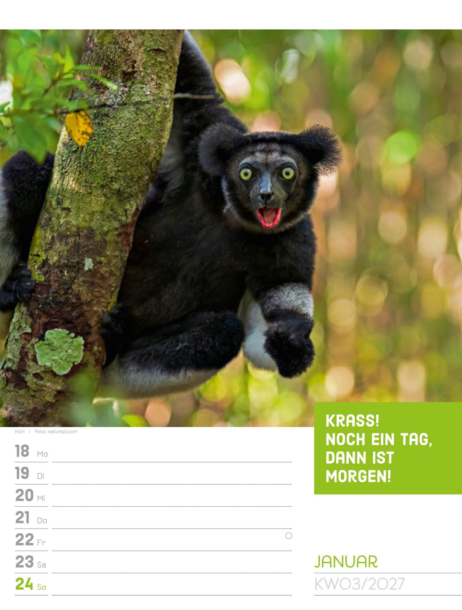 Beispielinhalt (Bild) Tierisch Sprüchekalender Wochenplaner 2027