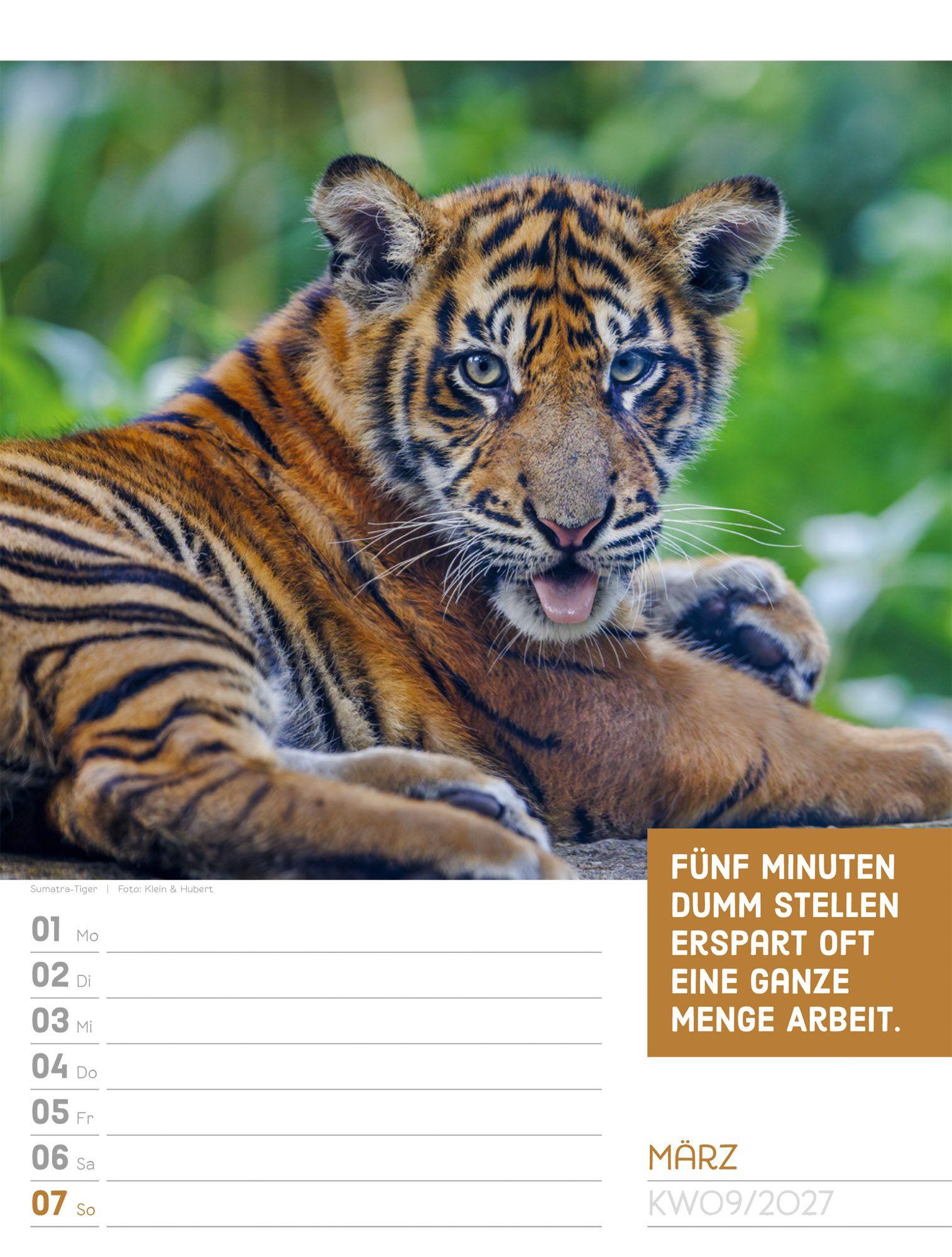 Beispielinhalt (Bild) Tierisch Sprüchekalender Wochenplaner 2027