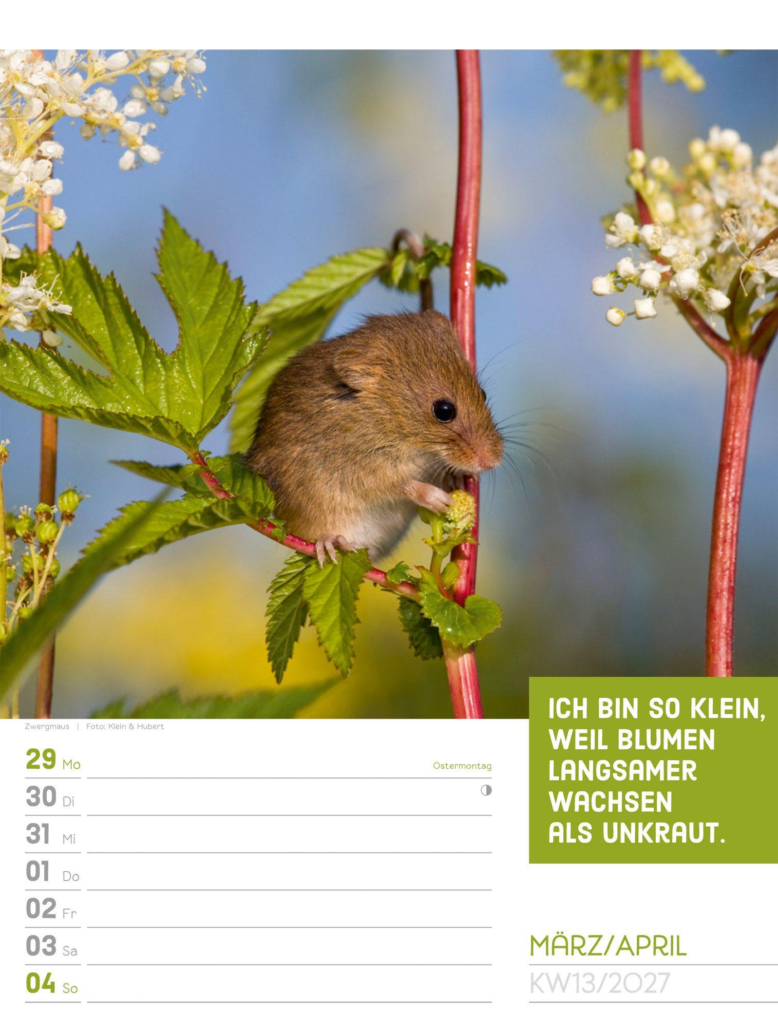 Beispielinhalt (Bild) Tierisch Sprüchekalender Wochenplaner 2027