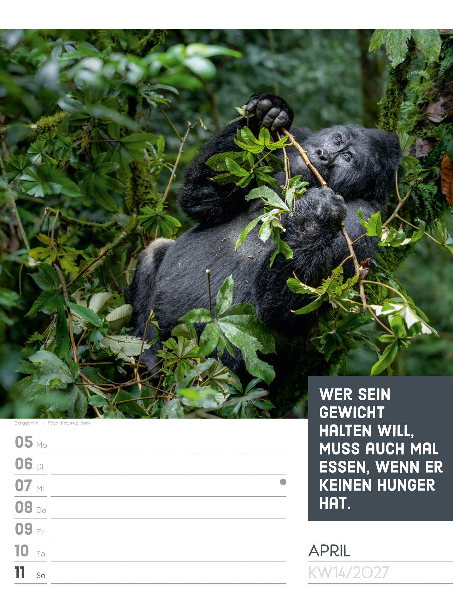 Beispielinhalt (Bild) Tierisch Sprüchekalender Wochenplaner 2027