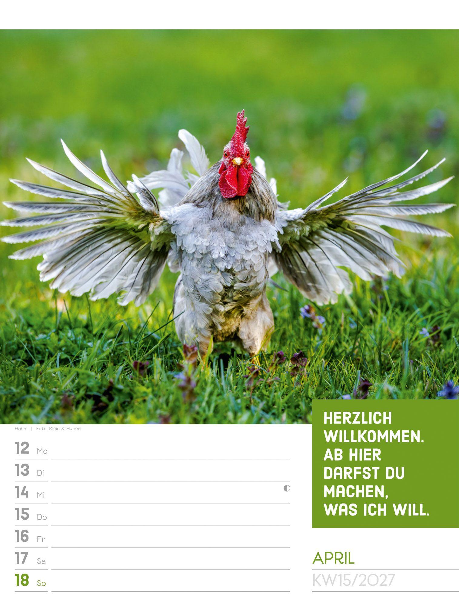 Beispielinhalt (Bild) Tierisch Sprüchekalender Wochenplaner 2027