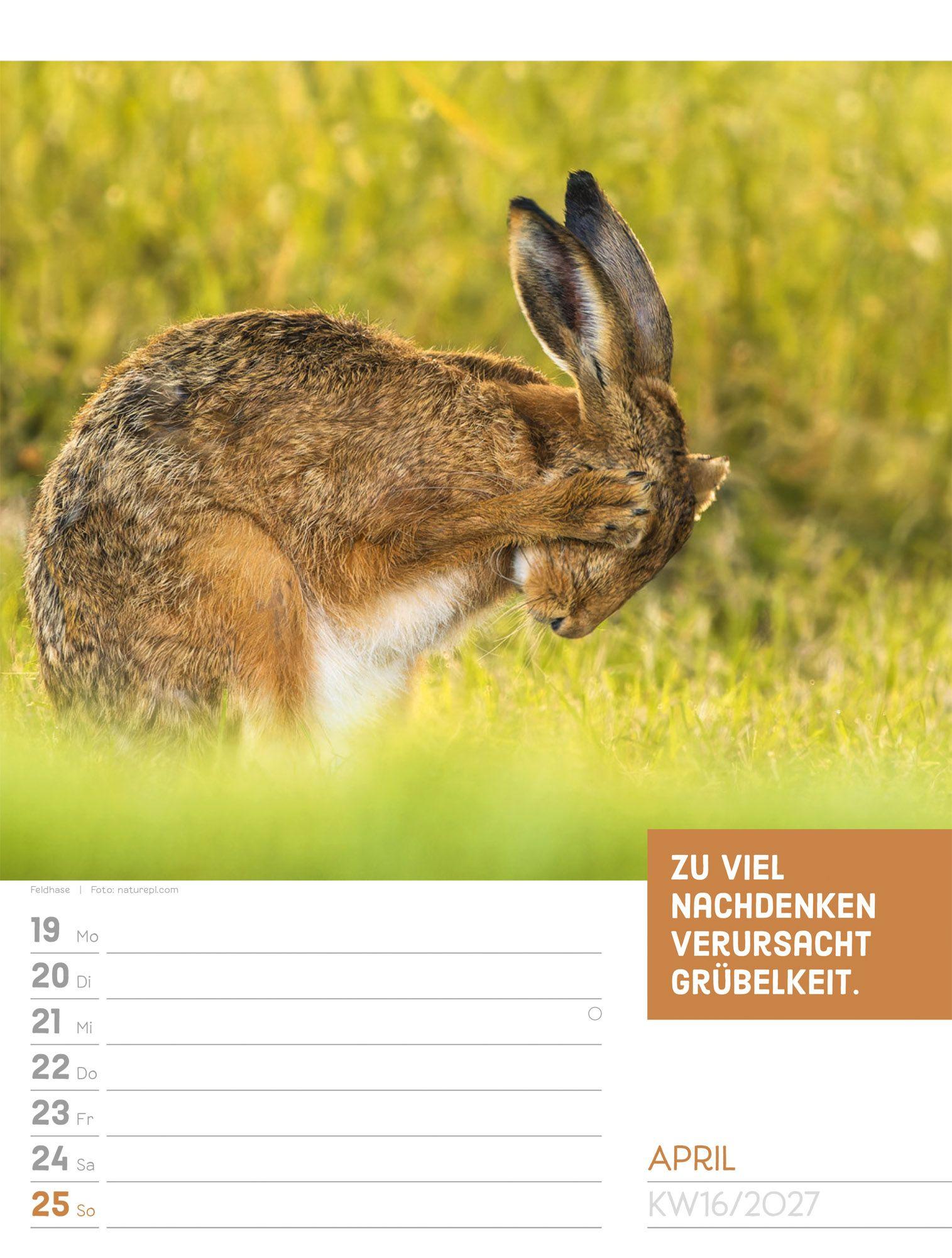 Beispielinhalt (Bild) Tierisch Sprüchekalender Wochenplaner 2027