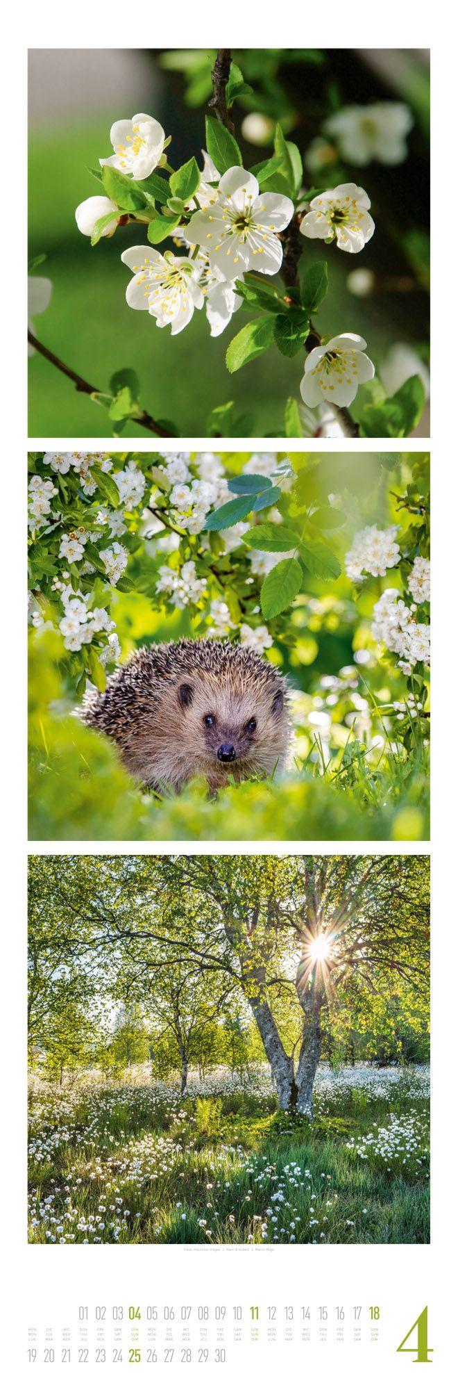 Beispielinhalt (Bild) Nature Triplet-Kalender 2027