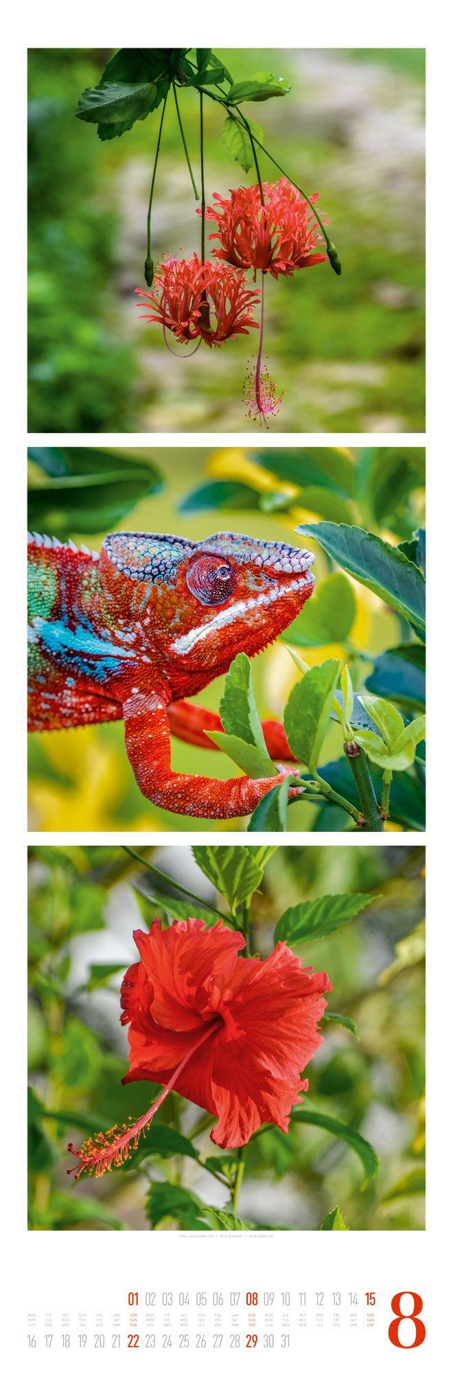 Beispielinhalt (Bild) Nature Triplet-Kalender 2027