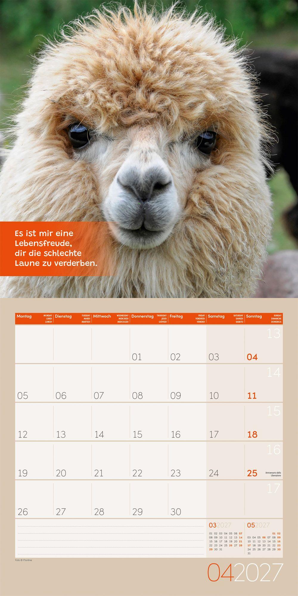 Beispielinhalt (Bild) No Drama, Lama Kalender 2027 - 30x30 - Art12