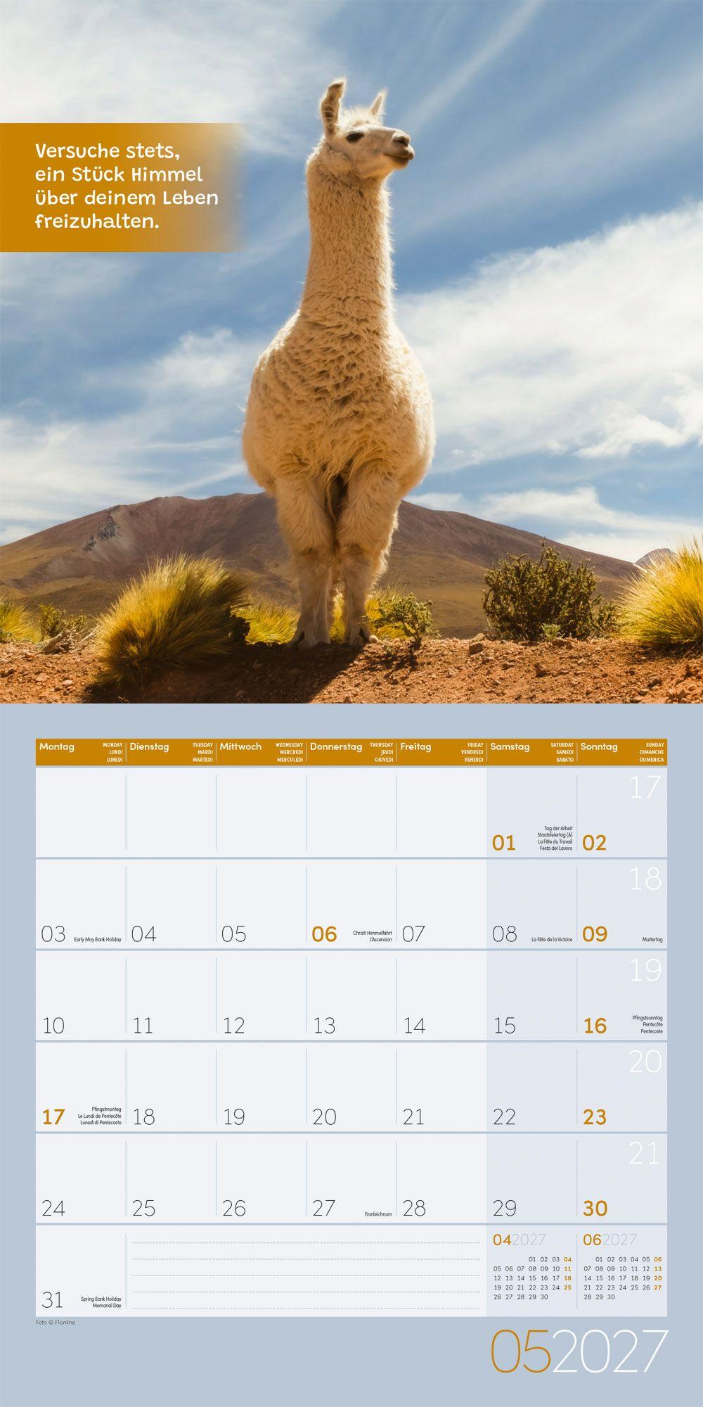 Beispielinhalt (Bild) No Drama, Lama Kalender 2027 - 30x30 - Art12