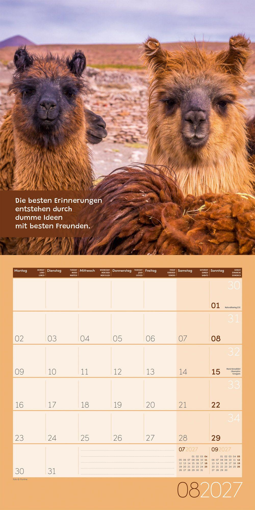 Beispielinhalt (Bild) No Drama, Lama Kalender 2027 - 30x30 - Art12