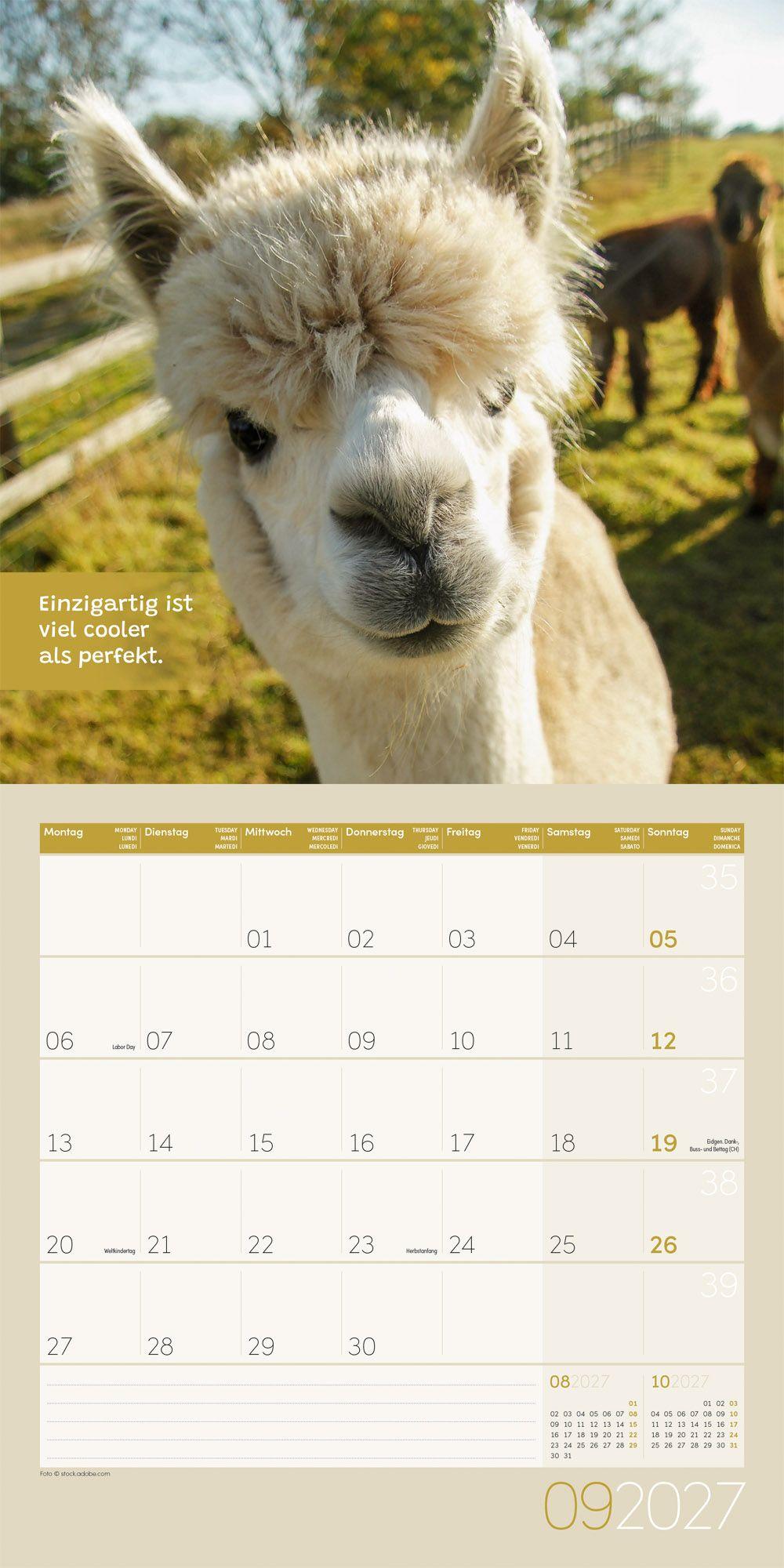 Beispielinhalt (Bild) No Drama, Lama Kalender 2027 - 30x30 - Art12