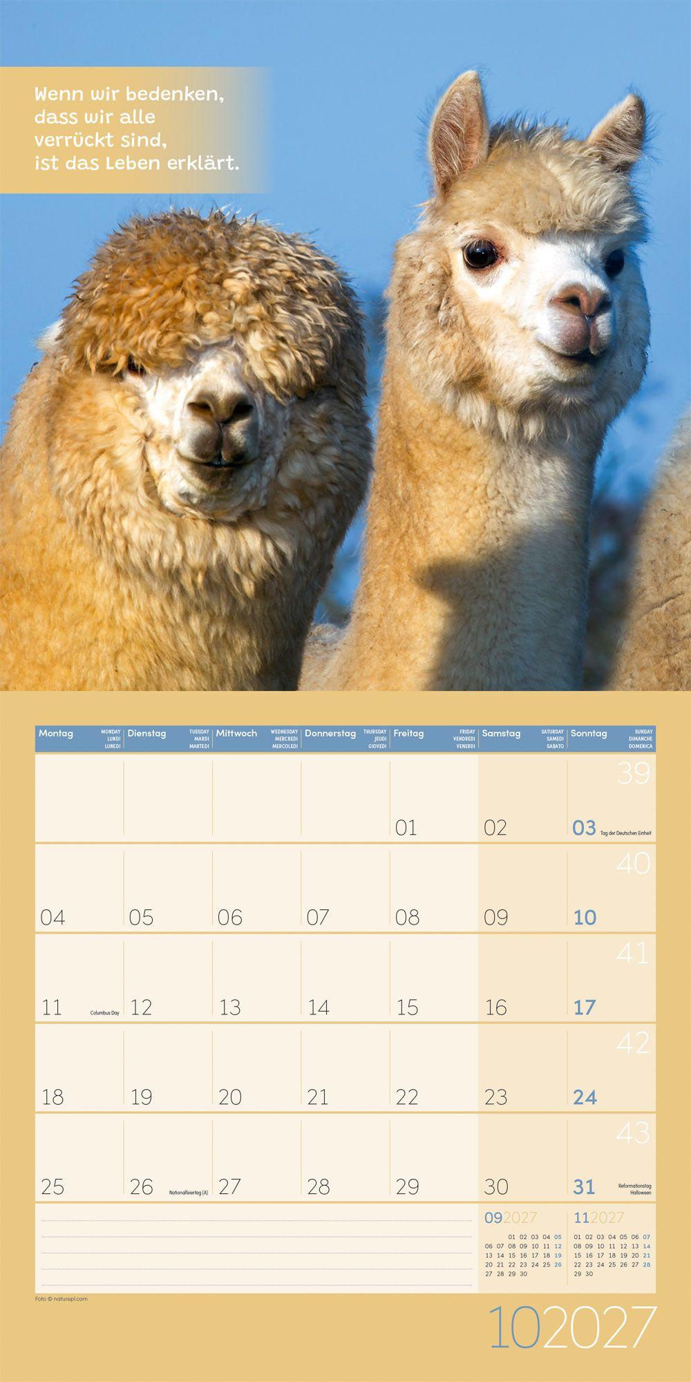 Beispielinhalt (Bild) No Drama, Lama Kalender 2027 - 30x30 - Art12