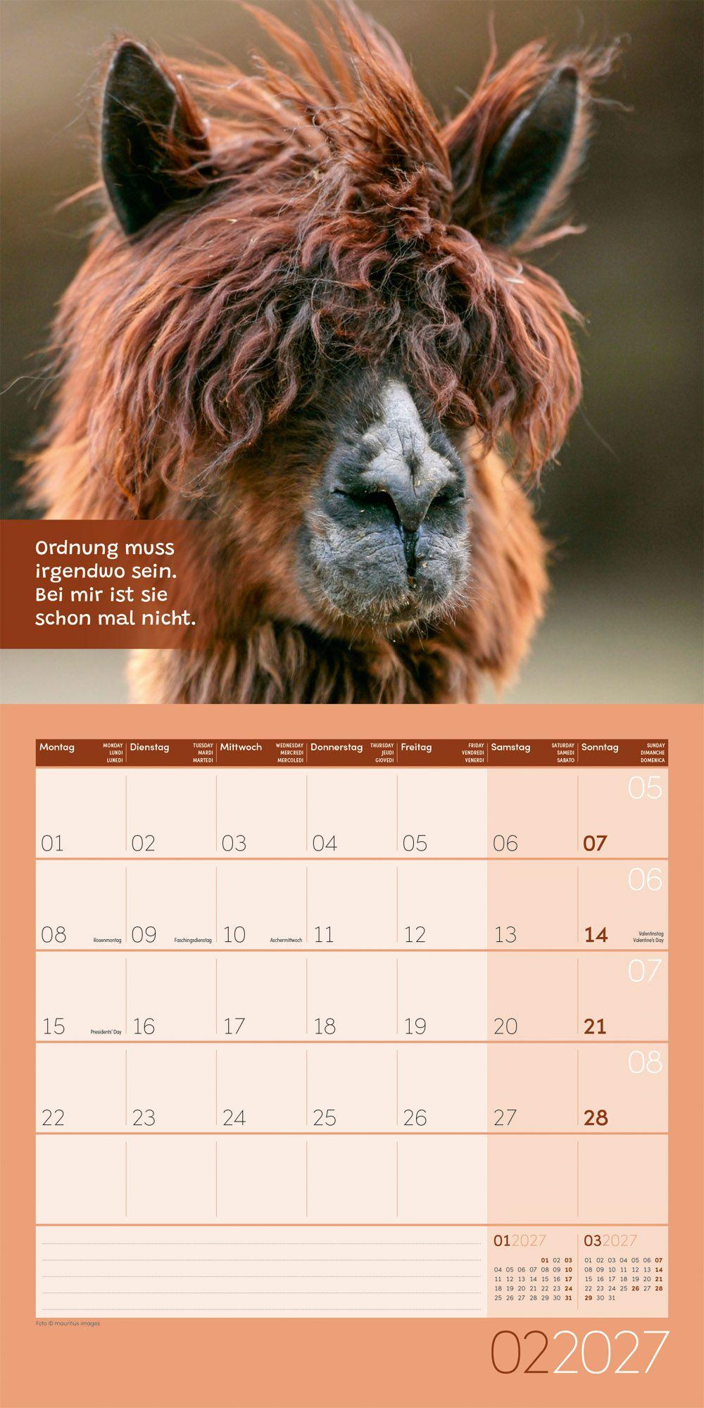 Beispielinhalt (Bild) No Drama, Lama Kalender 2027 - 30x30 - Art12