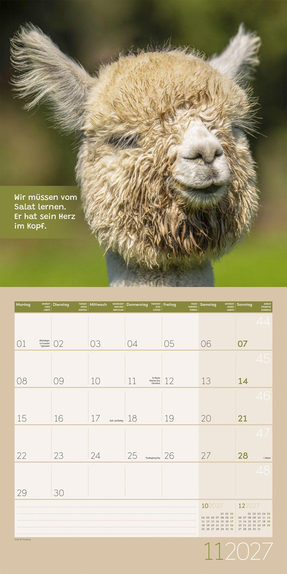 Beispielinhalt (Bild) No Drama, Lama Kalender 2027 - 30x30 - Art12