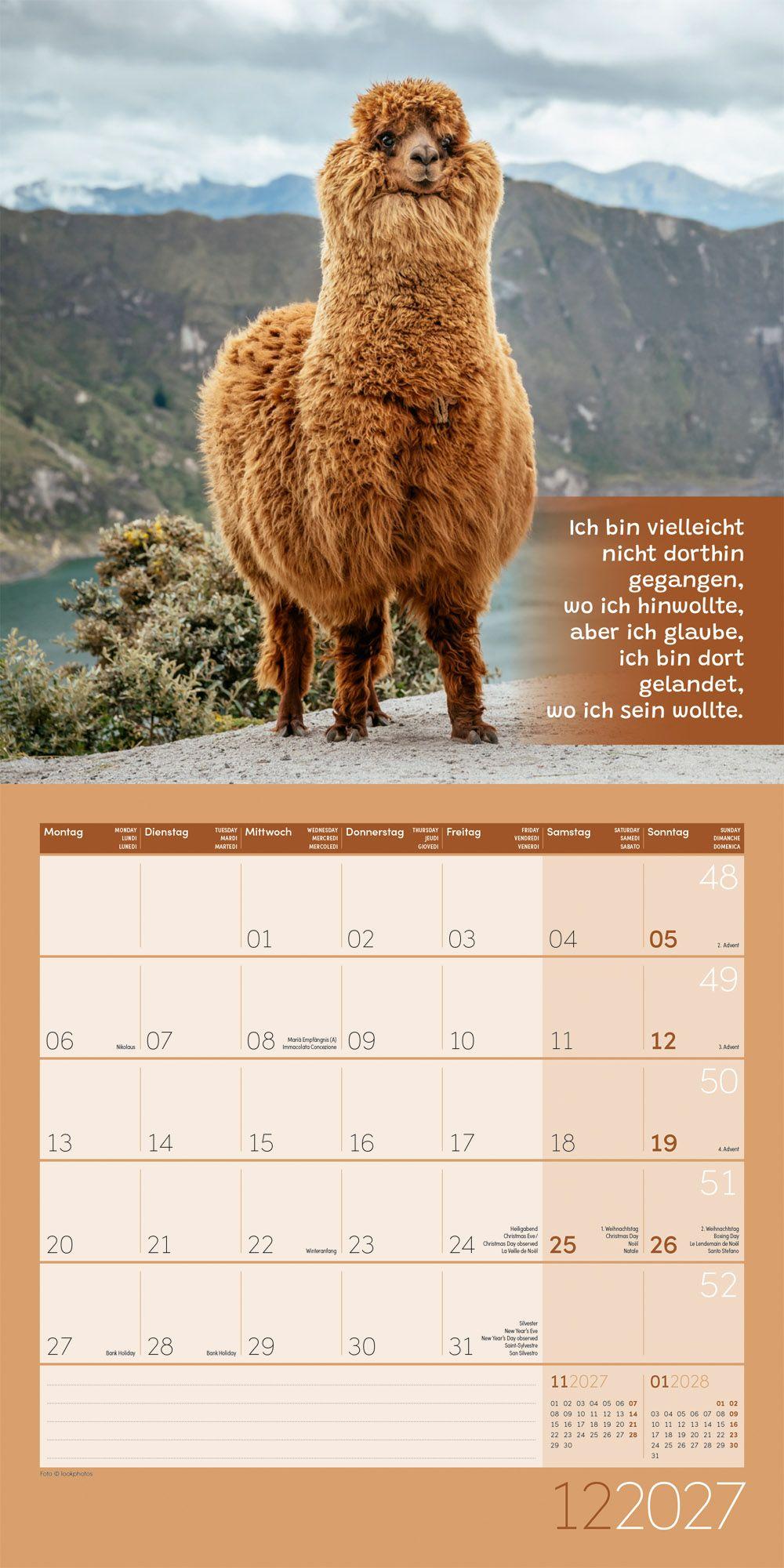 Beispielinhalt (Bild) No Drama, Lama Kalender 2027 - 30x30 - Art12