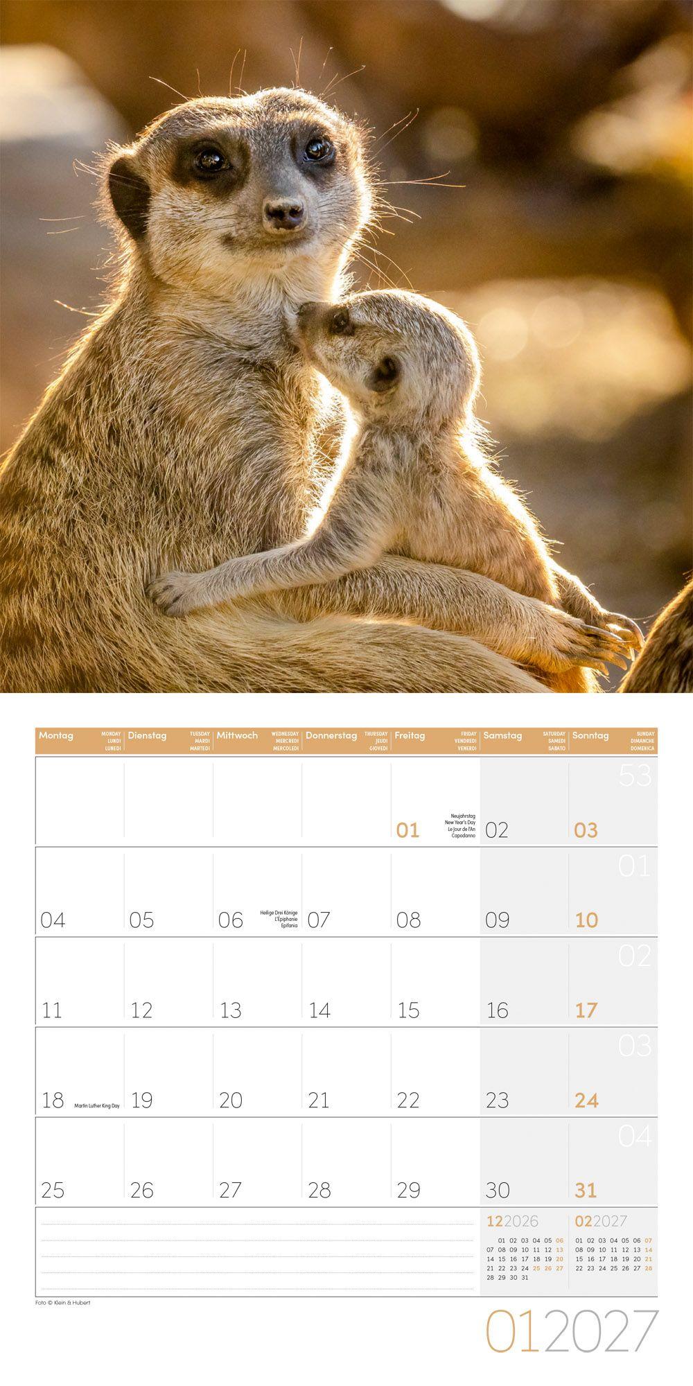 Beispielinhalt (Bild) Erdmännchen Kalender 2027 - 30x30 - Art12