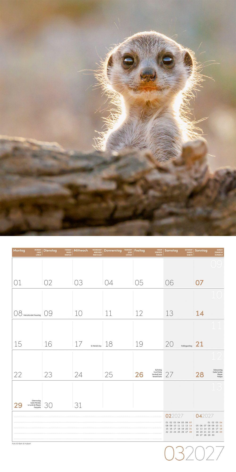 Beispielinhalt (Bild) Erdmännchen Kalender 2027 - 30x30 - Art12