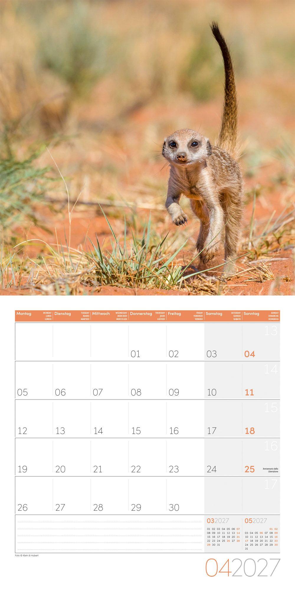 Beispielinhalt (Bild) Erdmännchen Kalender 2027 - 30x30 - Art12