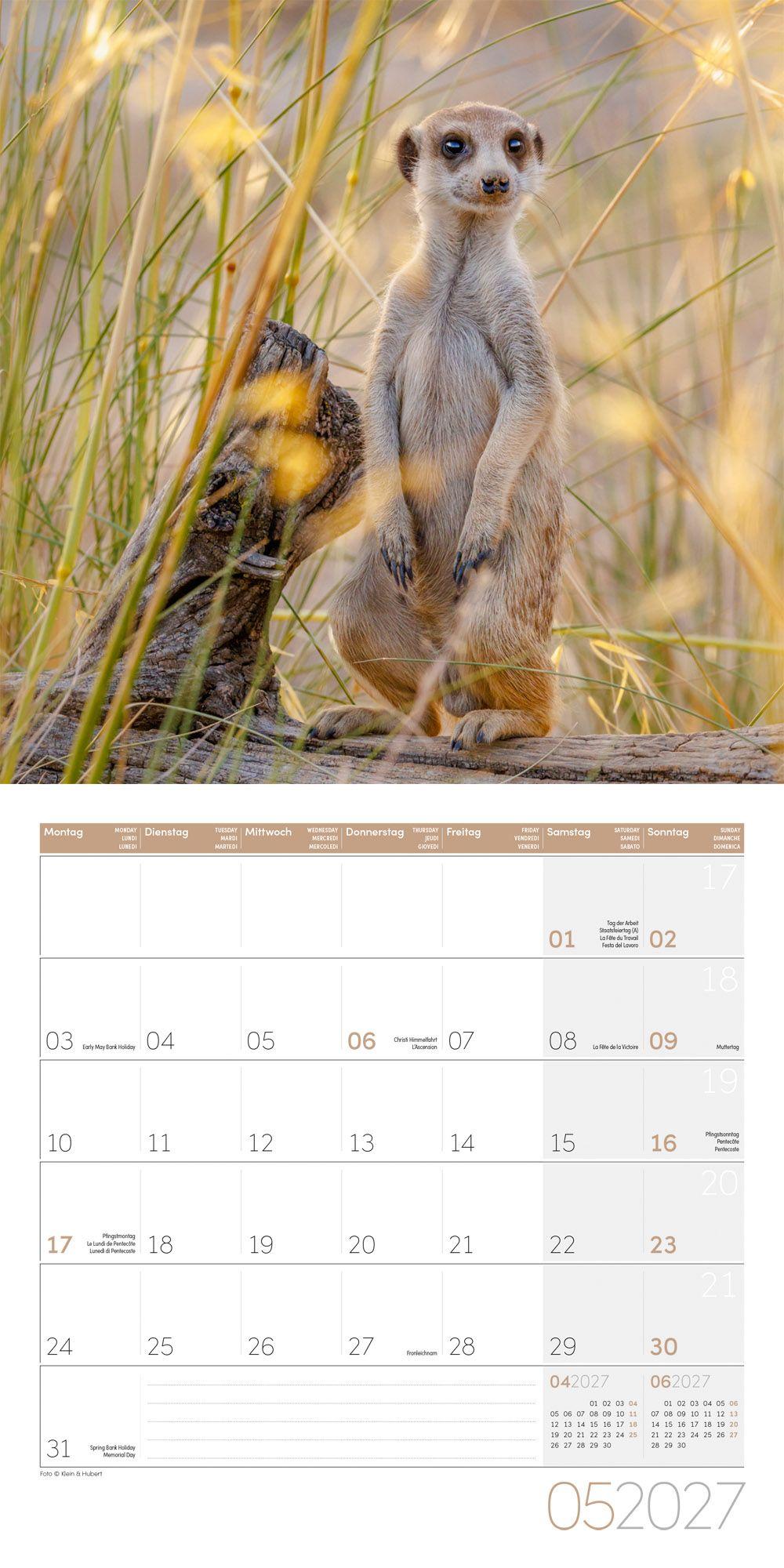 Beispielinhalt (Bild) Erdmännchen Kalender 2027 - 30x30 - Art12