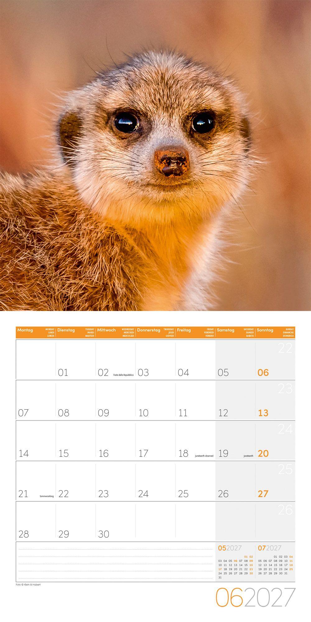Beispielinhalt (Bild) Erdmännchen Kalender 2027 - 30x30 - Art12