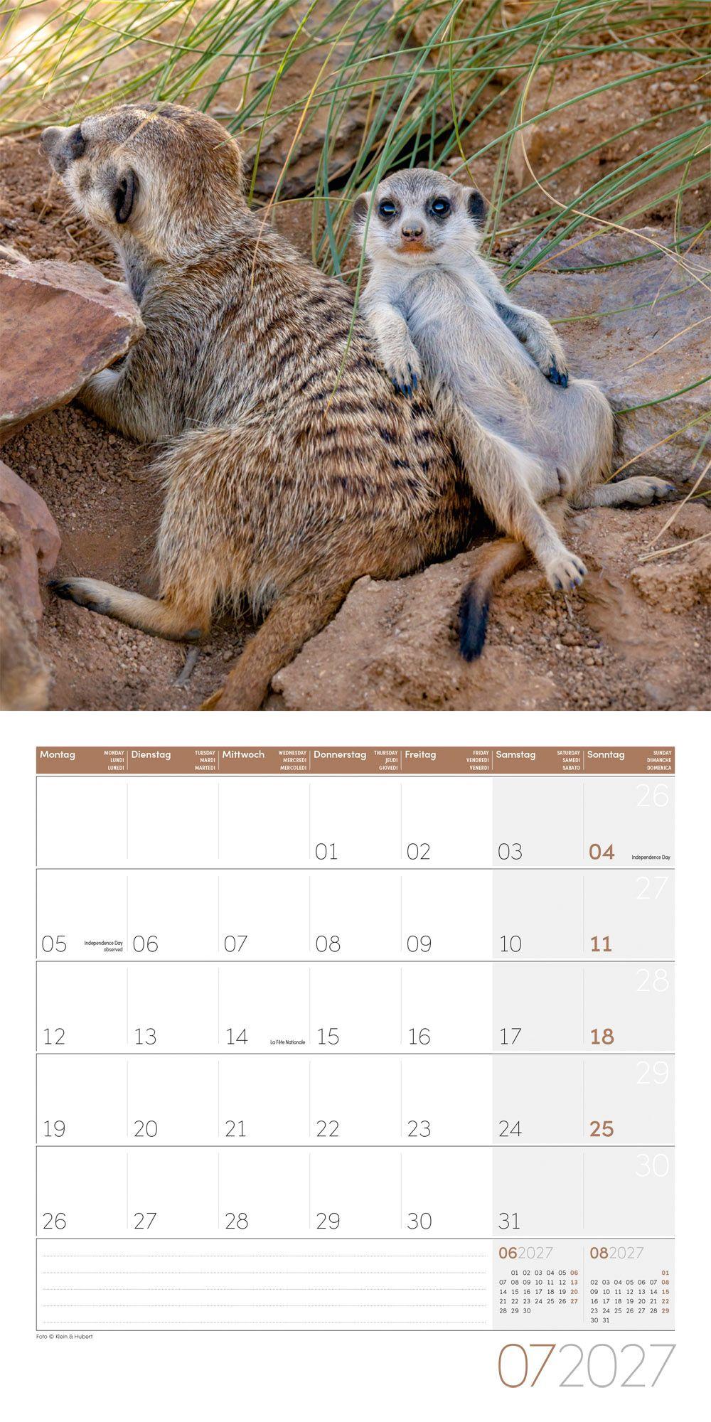 Beispielinhalt (Bild) Erdmännchen Kalender 2027 - 30x30 - Art12