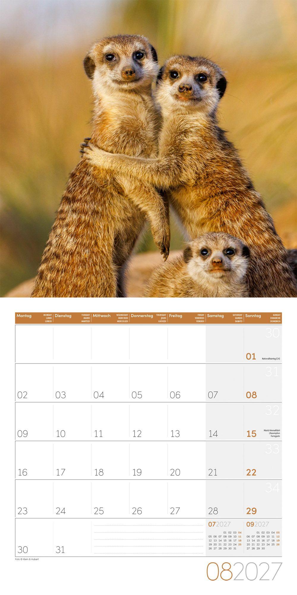 Beispielinhalt (Bild) Erdmännchen Kalender 2027 - 30x30 - Art12