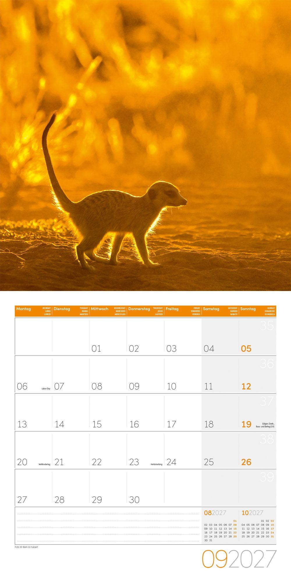 Beispielinhalt (Bild) Erdmännchen Kalender 2027 - 30x30 - Art12