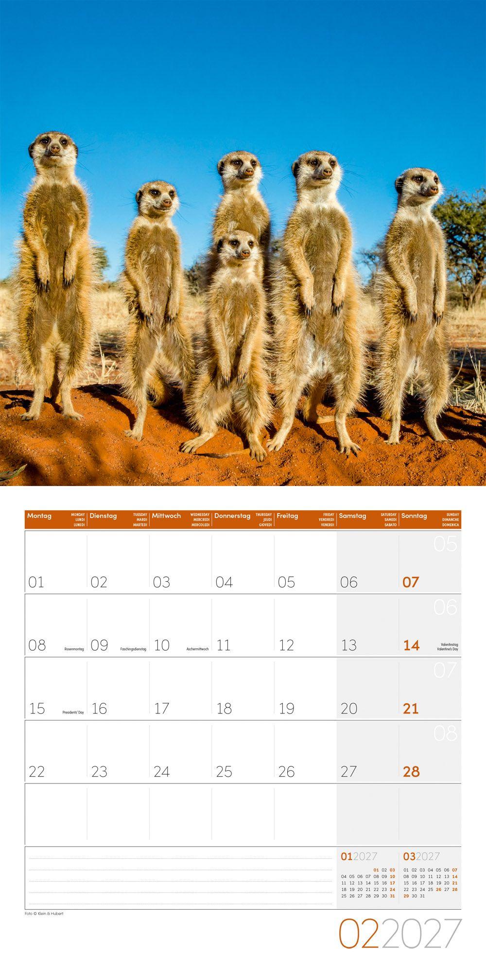 Beispielinhalt (Bild) Erdmännchen Kalender 2027 - 30x30 - Art12