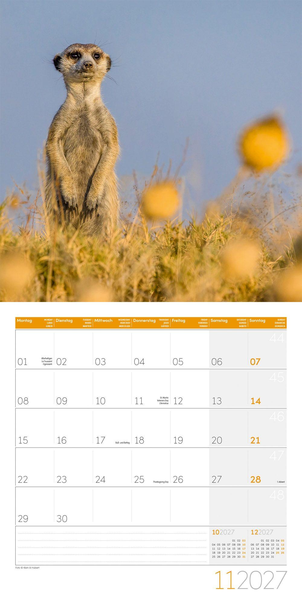 Beispielinhalt (Bild) Erdmännchen Kalender 2027 - 30x30 - Art12