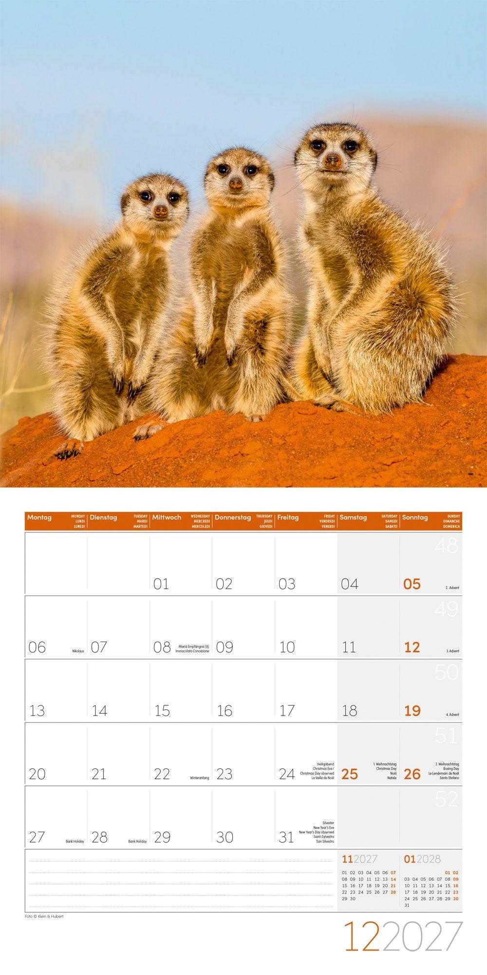 Beispielinhalt (Bild) Erdmännchen Kalender 2027 - 30x30 - Art12