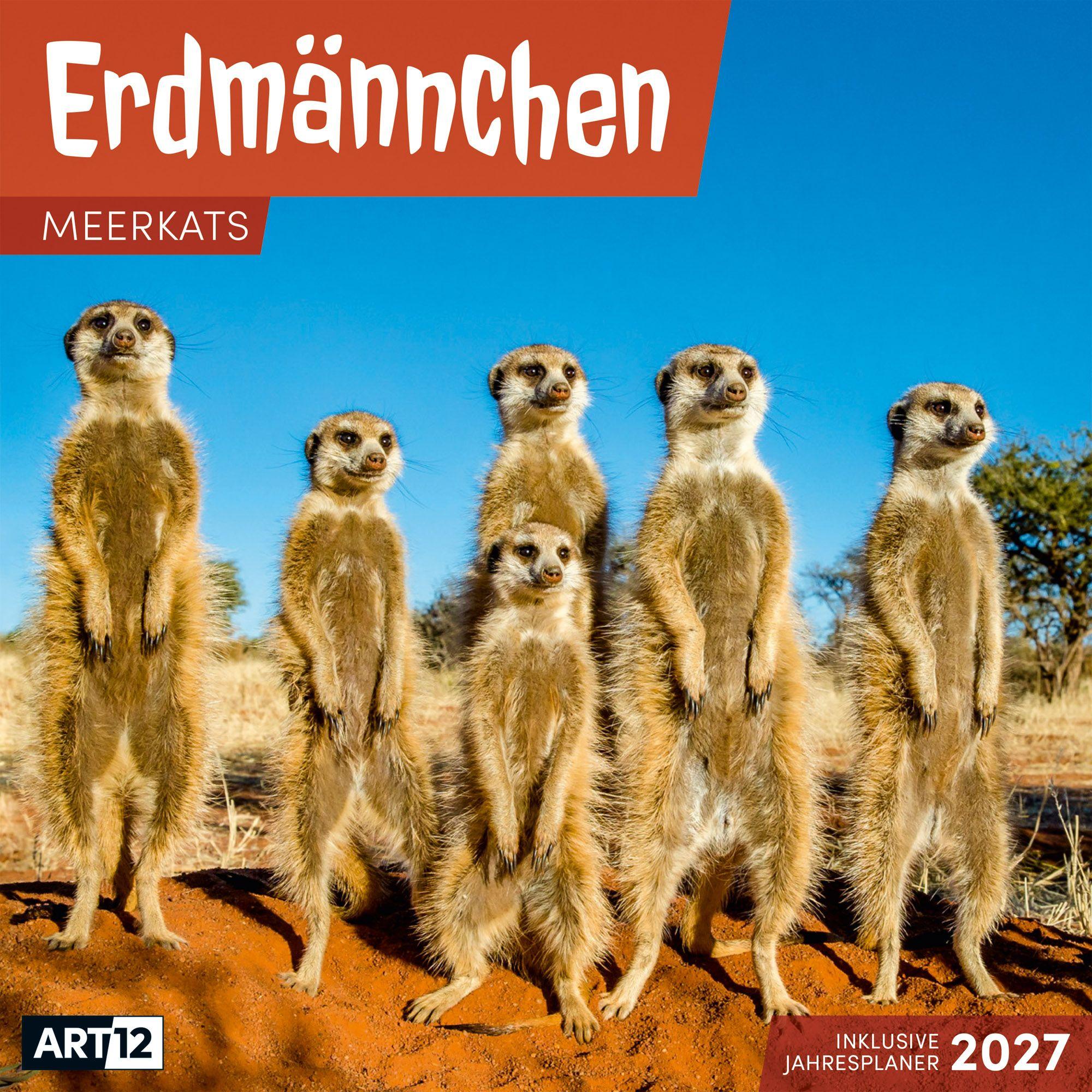 Vorderes Coverbild Erdmännchen Kalender 2027 - 30x30 - Art12