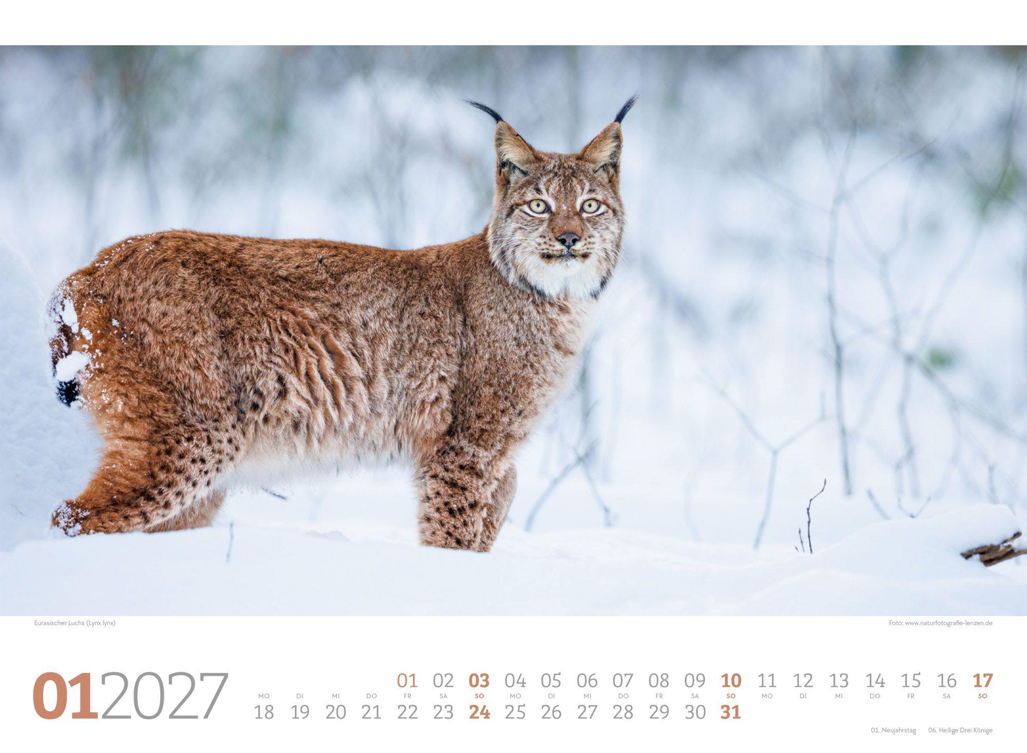 Beispielinhalt (Bild) Tierwelt Wald Kalender 2027