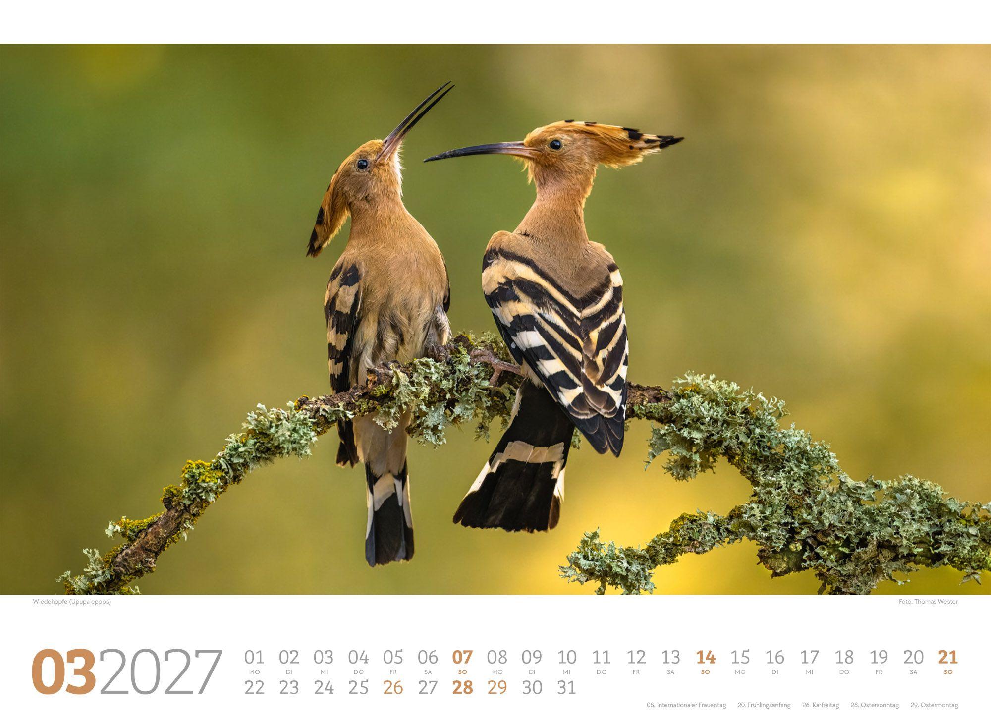 Beispielinhalt (Bild) Tierwelt Wald Kalender 2027